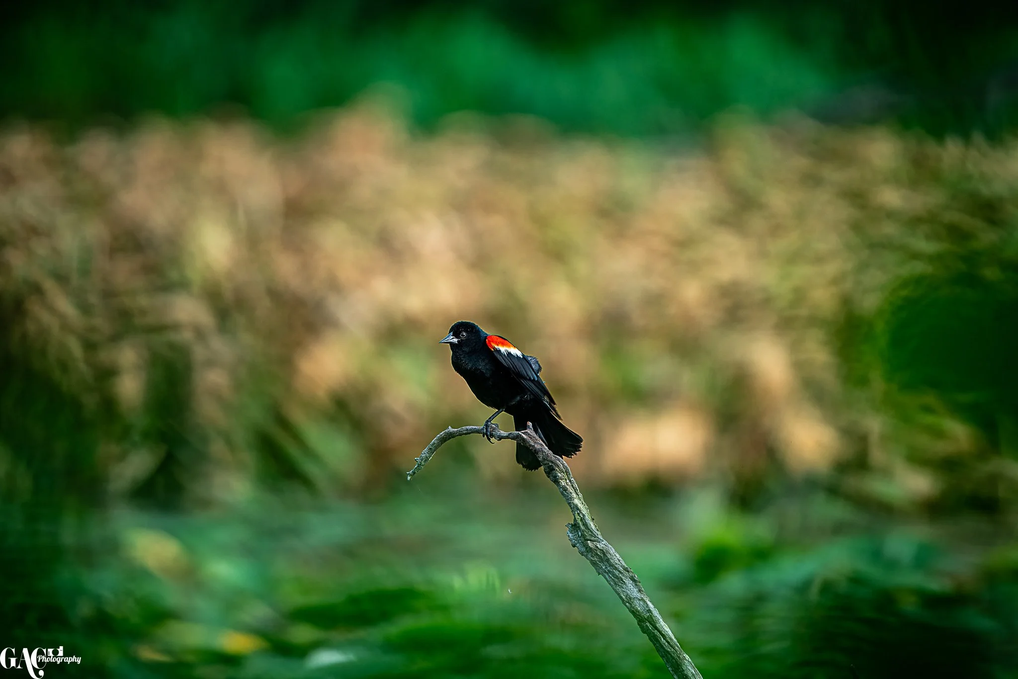 A black bird with a red patch on its wing perched on a curved branch in a natural environment with blurry green and brown background.