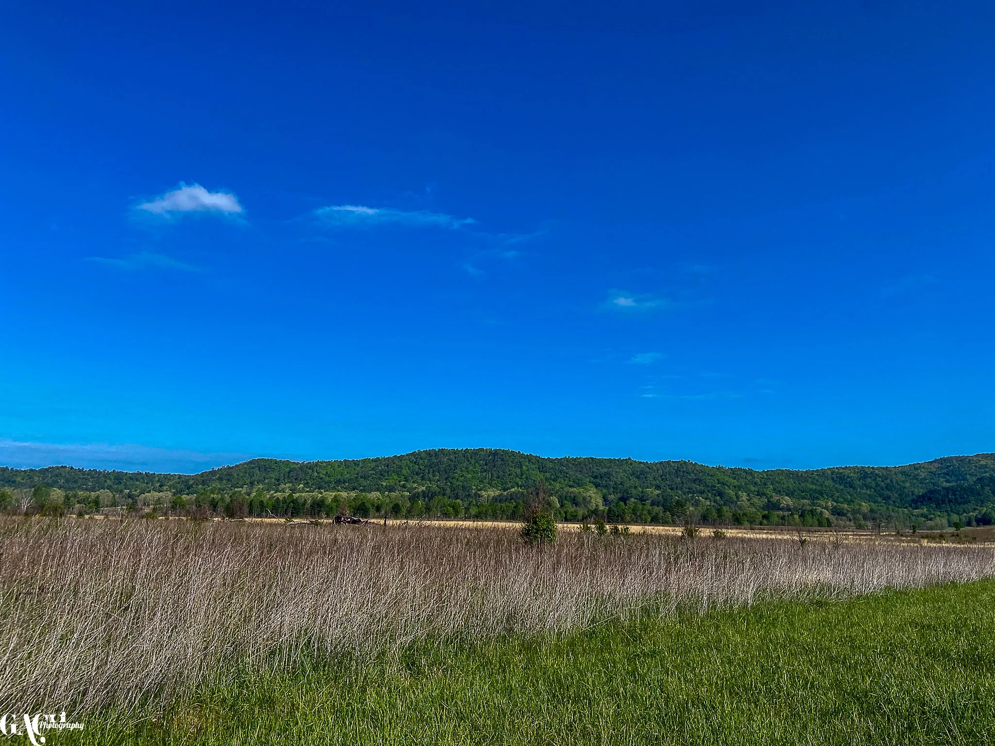 Wide grassy field with dense trees and hills in the background, under a clear blue sky.