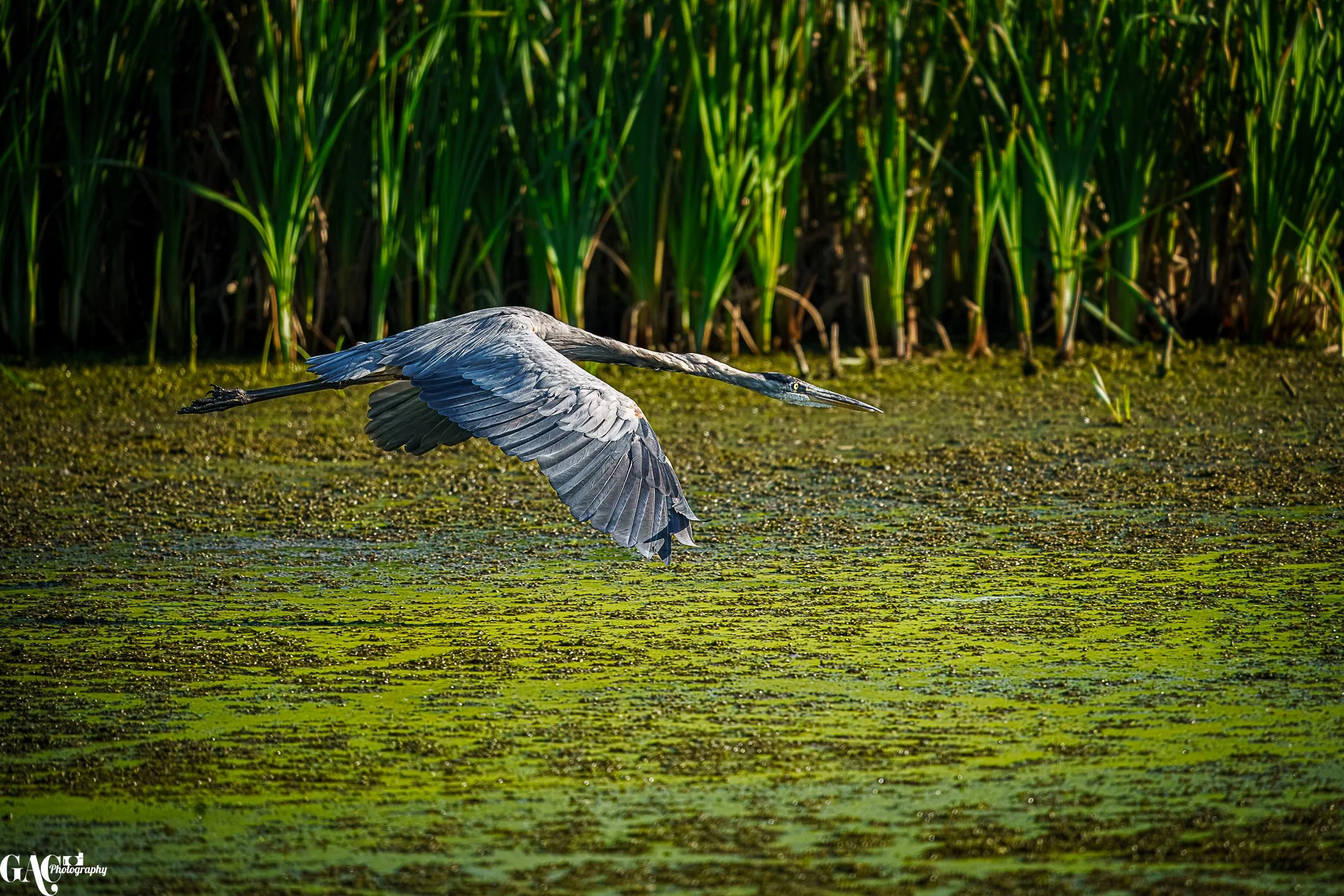 A heron flying low over a green algae-covered water body with tall green grass in the background.