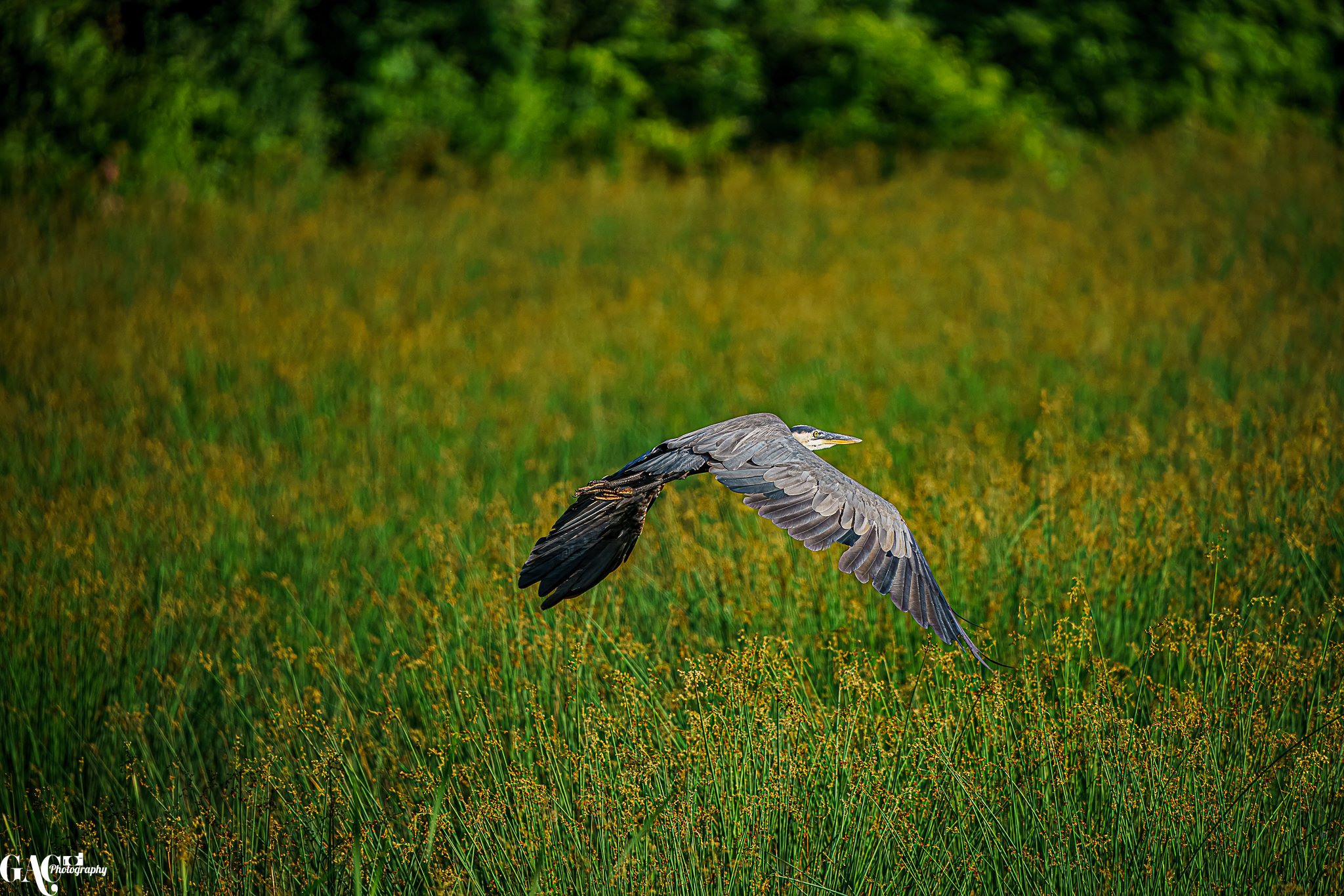 A heron flying over a grassy field with yellow wildflowers and green trees in the background.