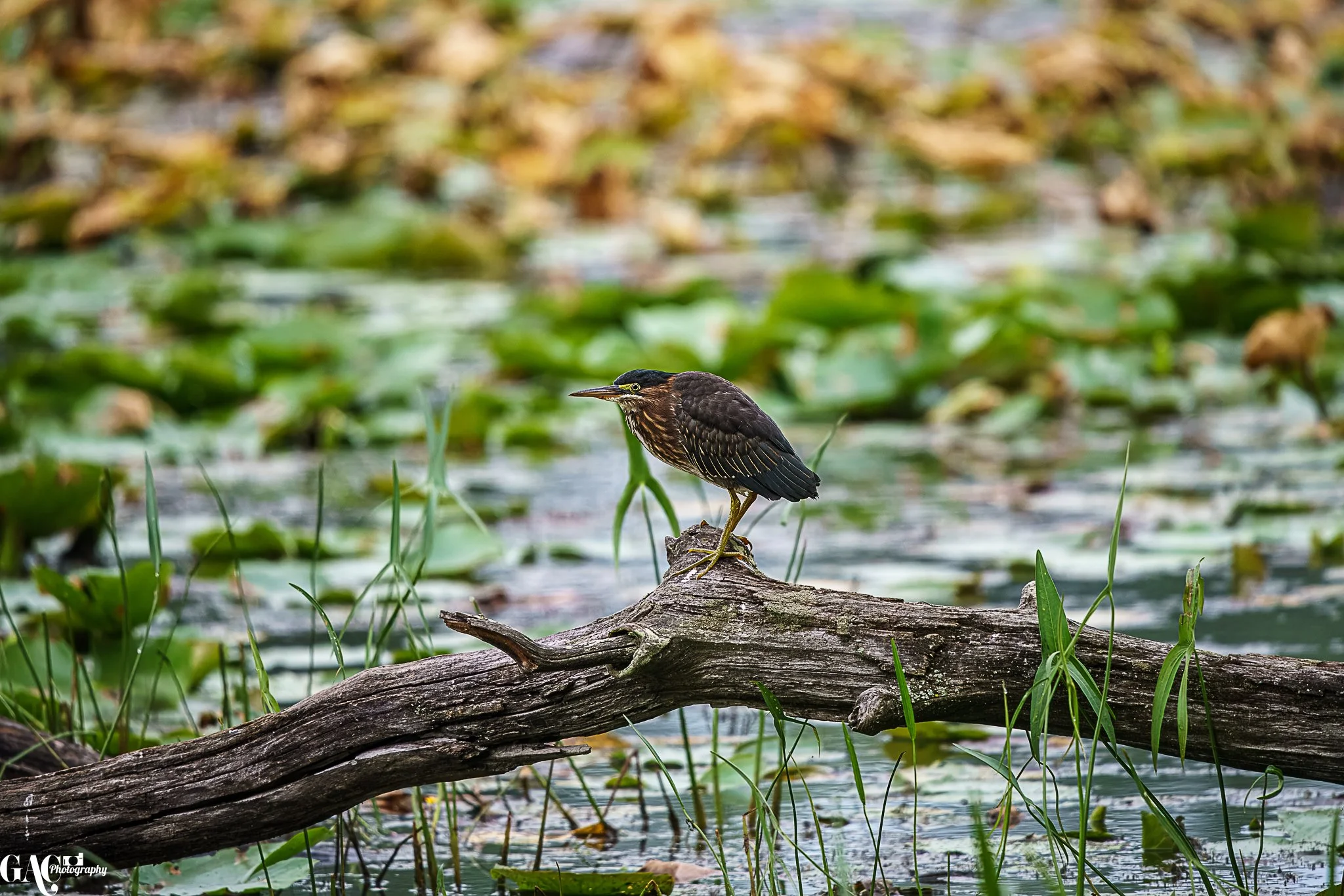 A bird perched on a broken branch over a water body with green foliage and lily pads.
