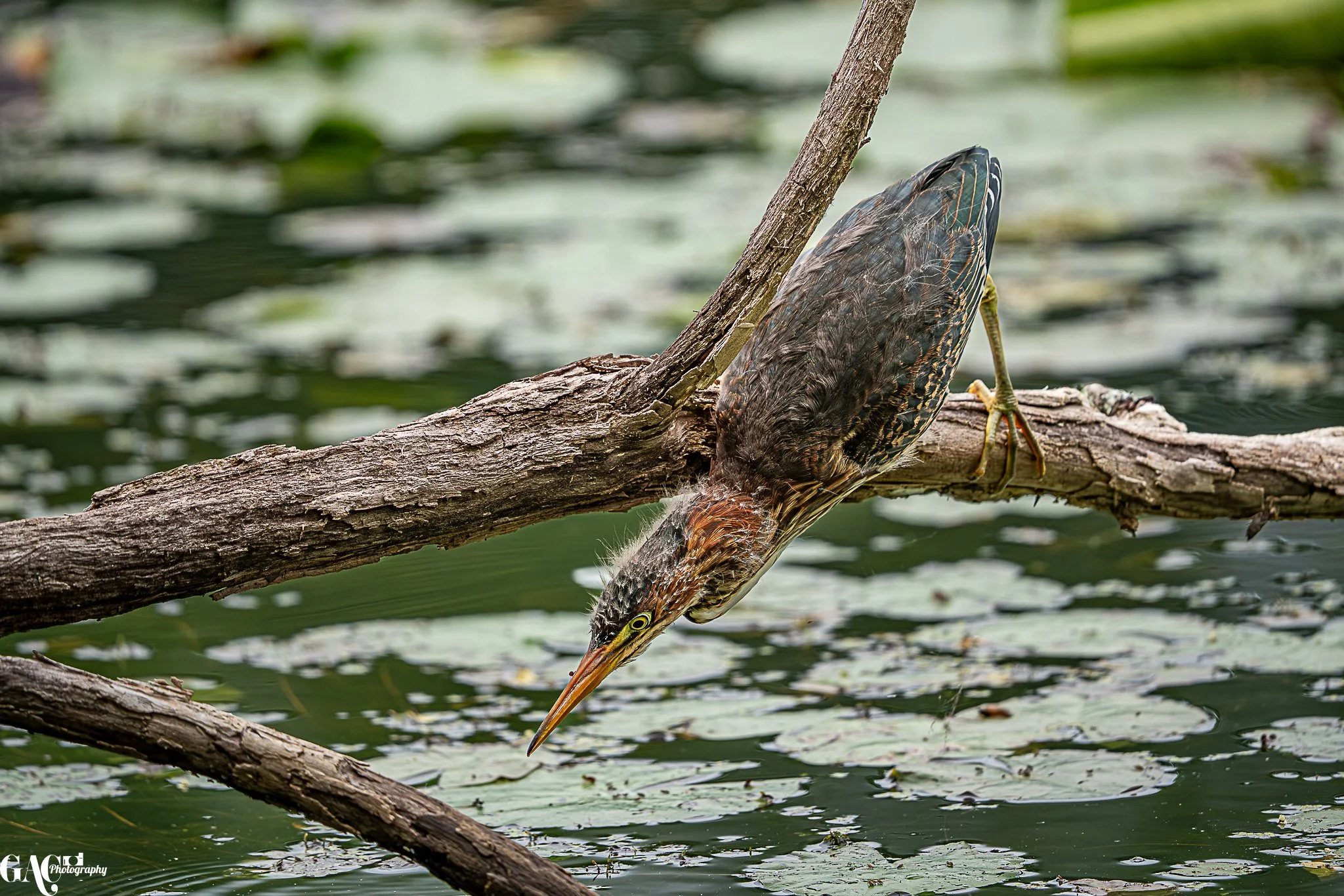 A bird with brown and yellow plumage perched upside down on a tree branch over water, fishing with its beak