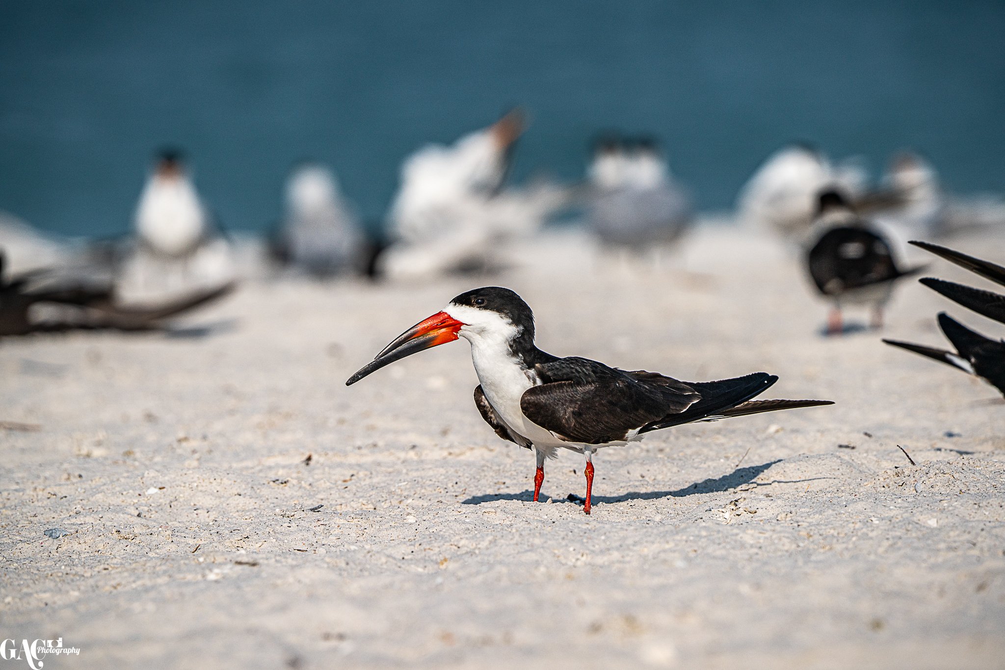 A black skimmer bird with a distinctive long black and orange bill stands on a sandy beach with blurred birds in the background.