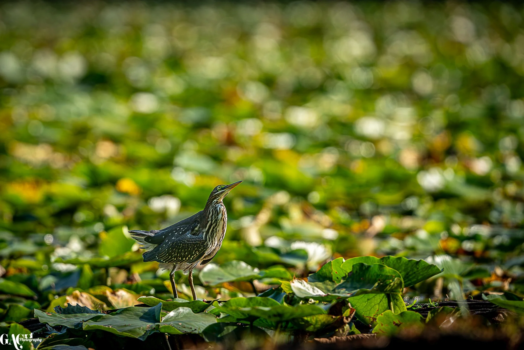 A bird standing on green aquatic plants in a wetland area.