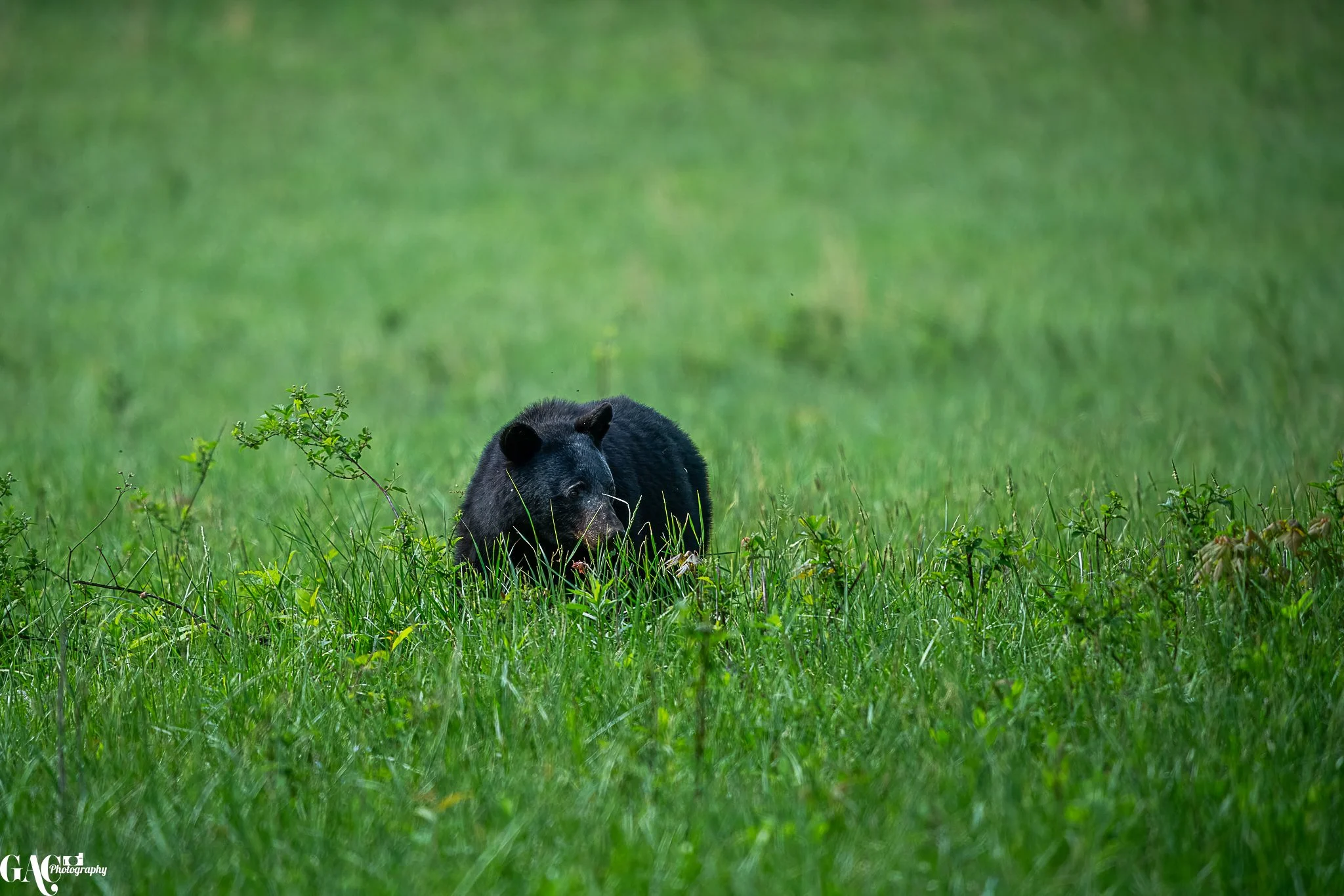 Black bear in grassy field
