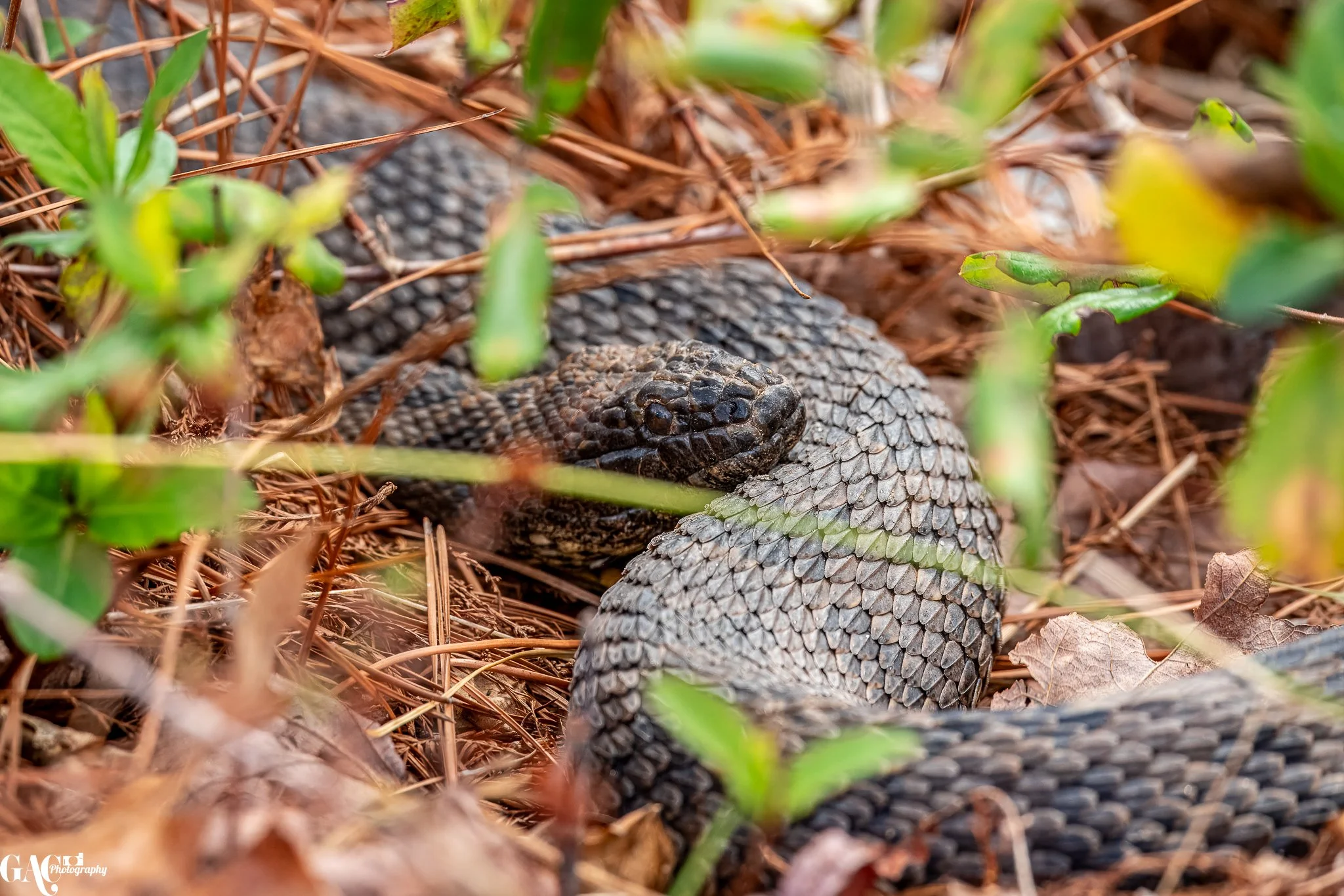 Close-up of a coiled snake with textured scales in its natural habitat, surrounded by dry leaves and green foliage.