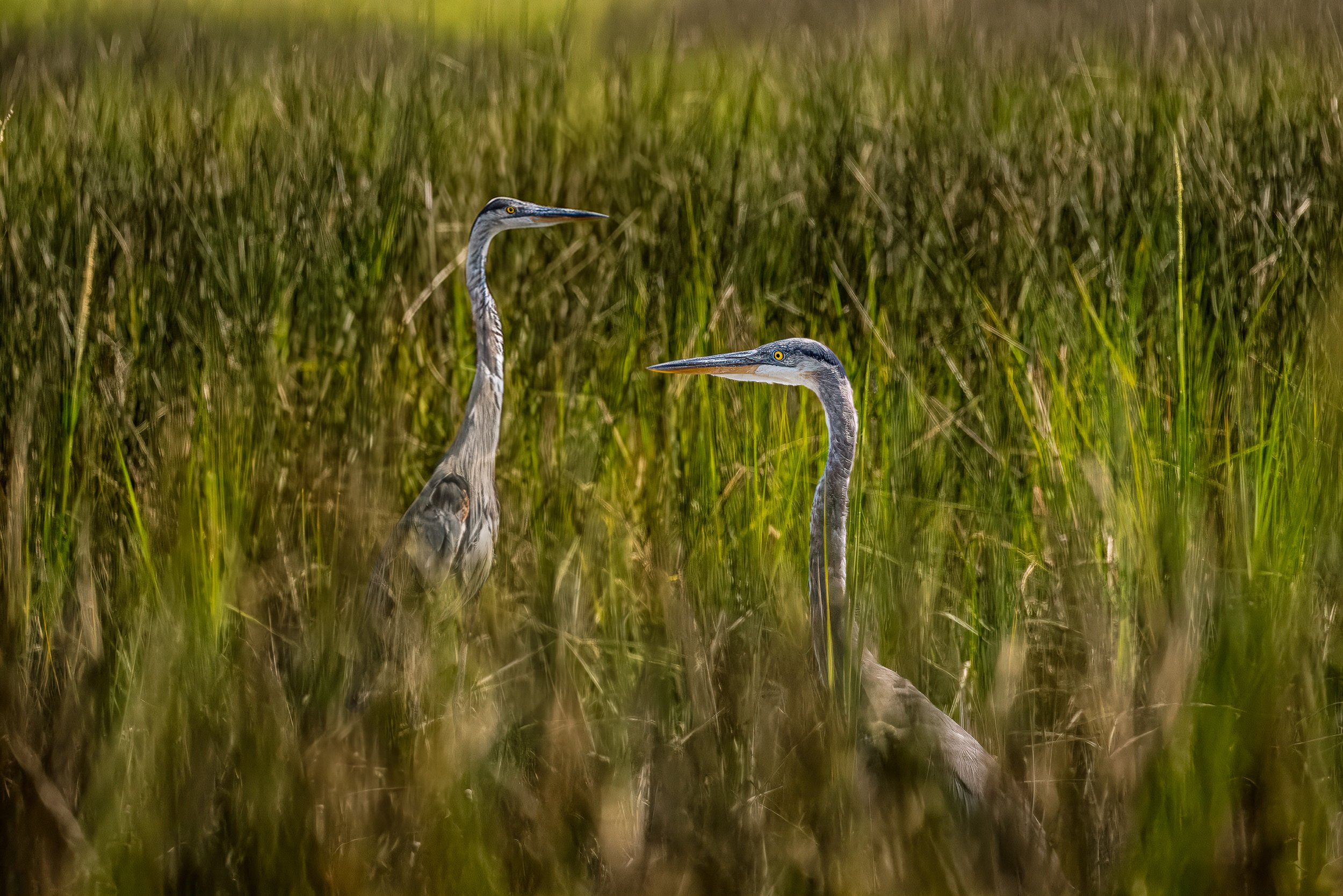 Two herons standing in tall green grass in a wetland area.