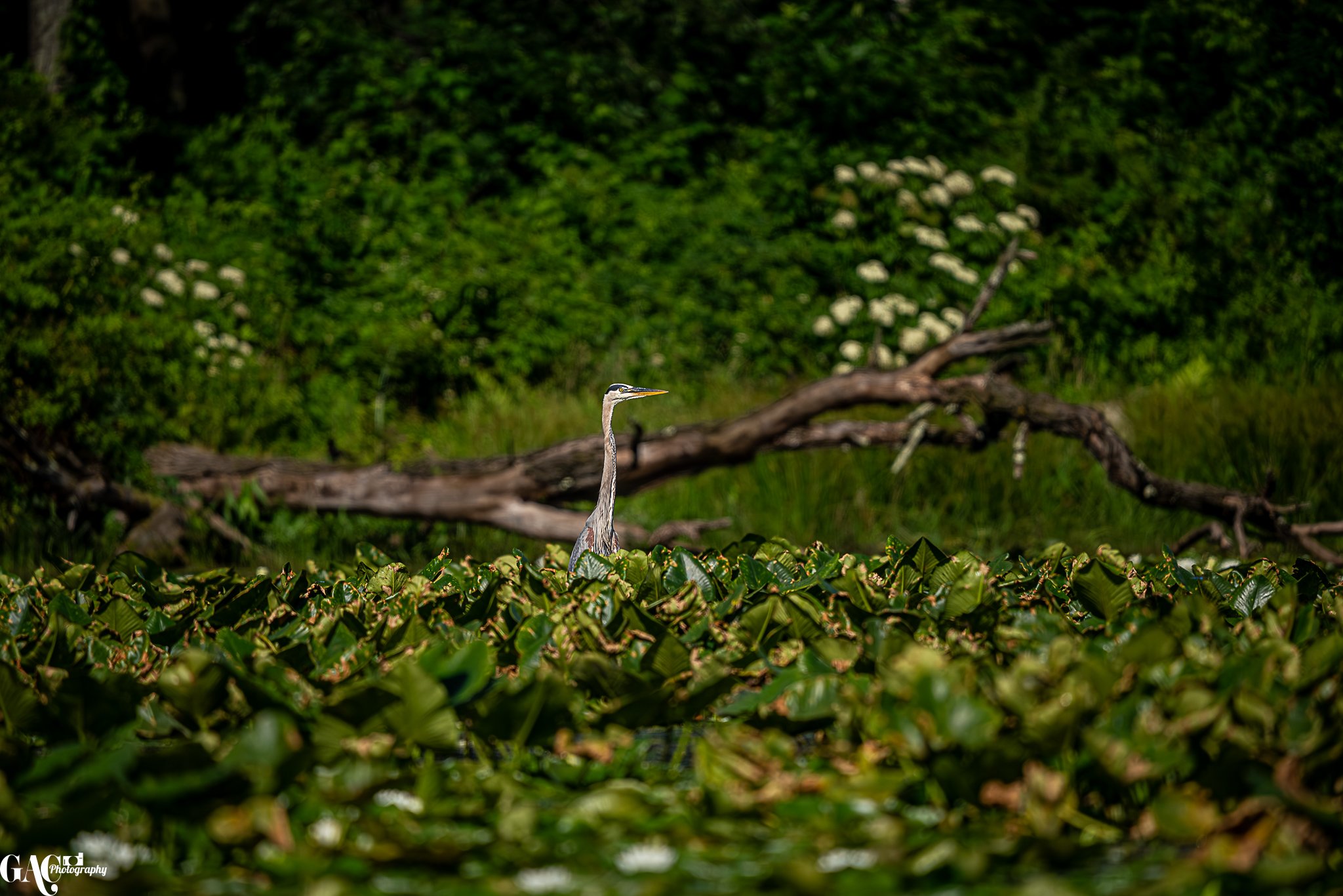 A heron stands among green aquatic plants with a fallen tree branch and lush green bushes in the background.