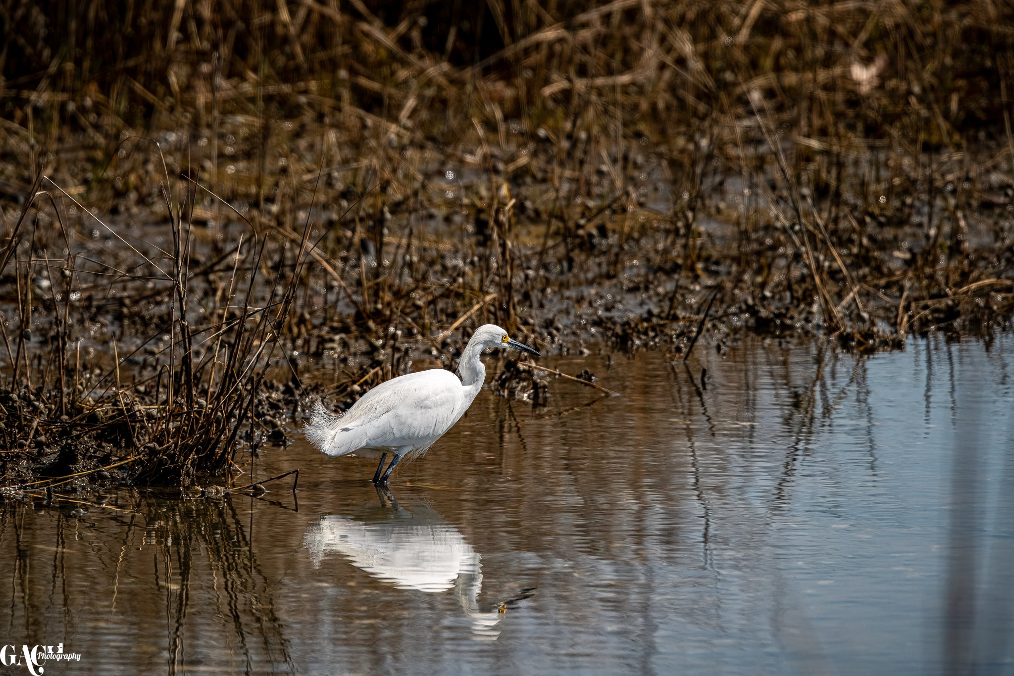 A white egret standing in shallow water surrounded by dry reeds, with its reflection visible in the water.