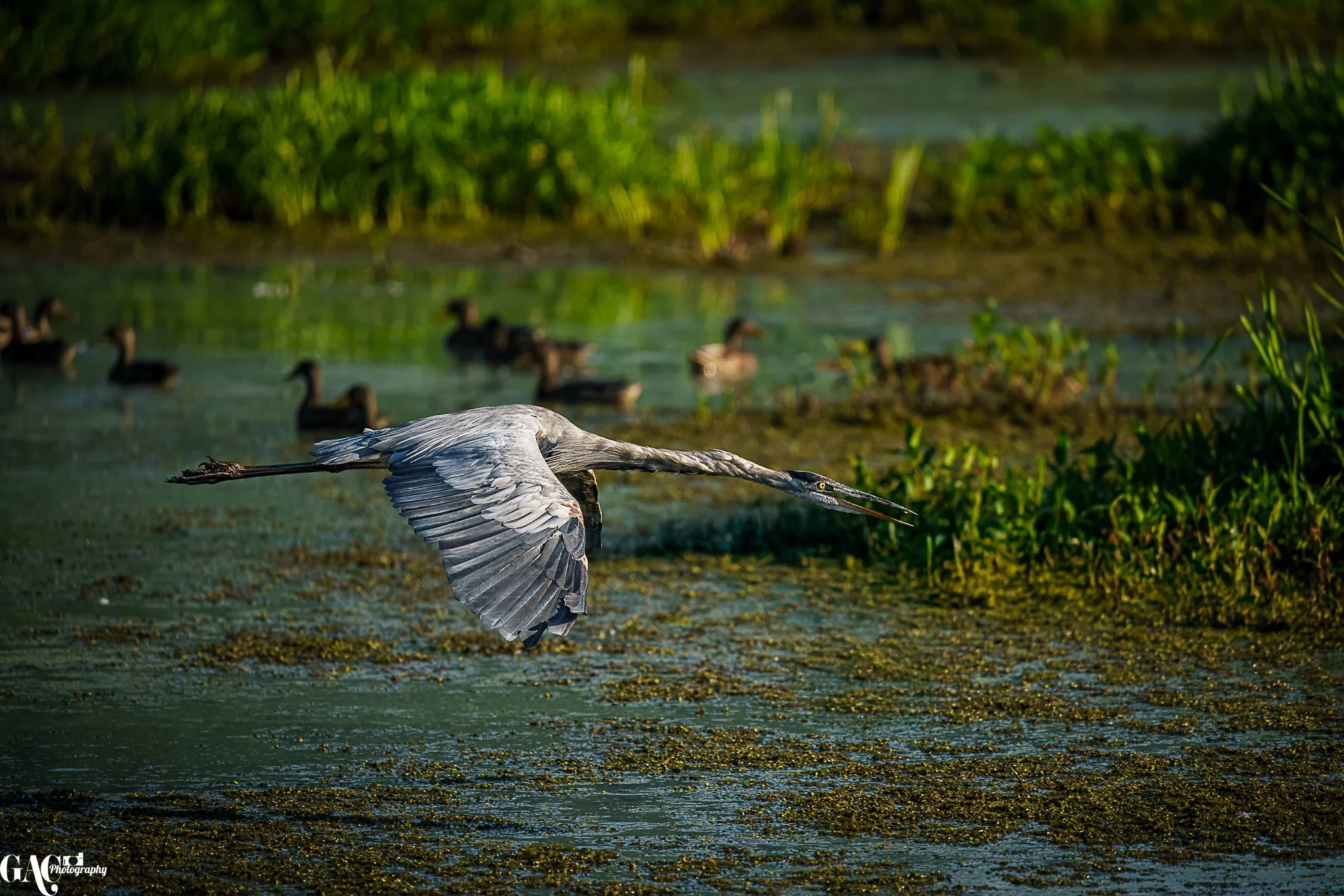 A heron flying over a marsh with ducks swimming in the background.
