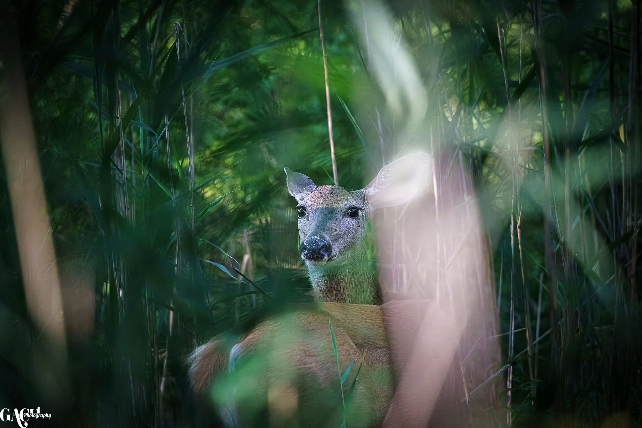 A deer partially hidden among tall green grass and foliage in a forest