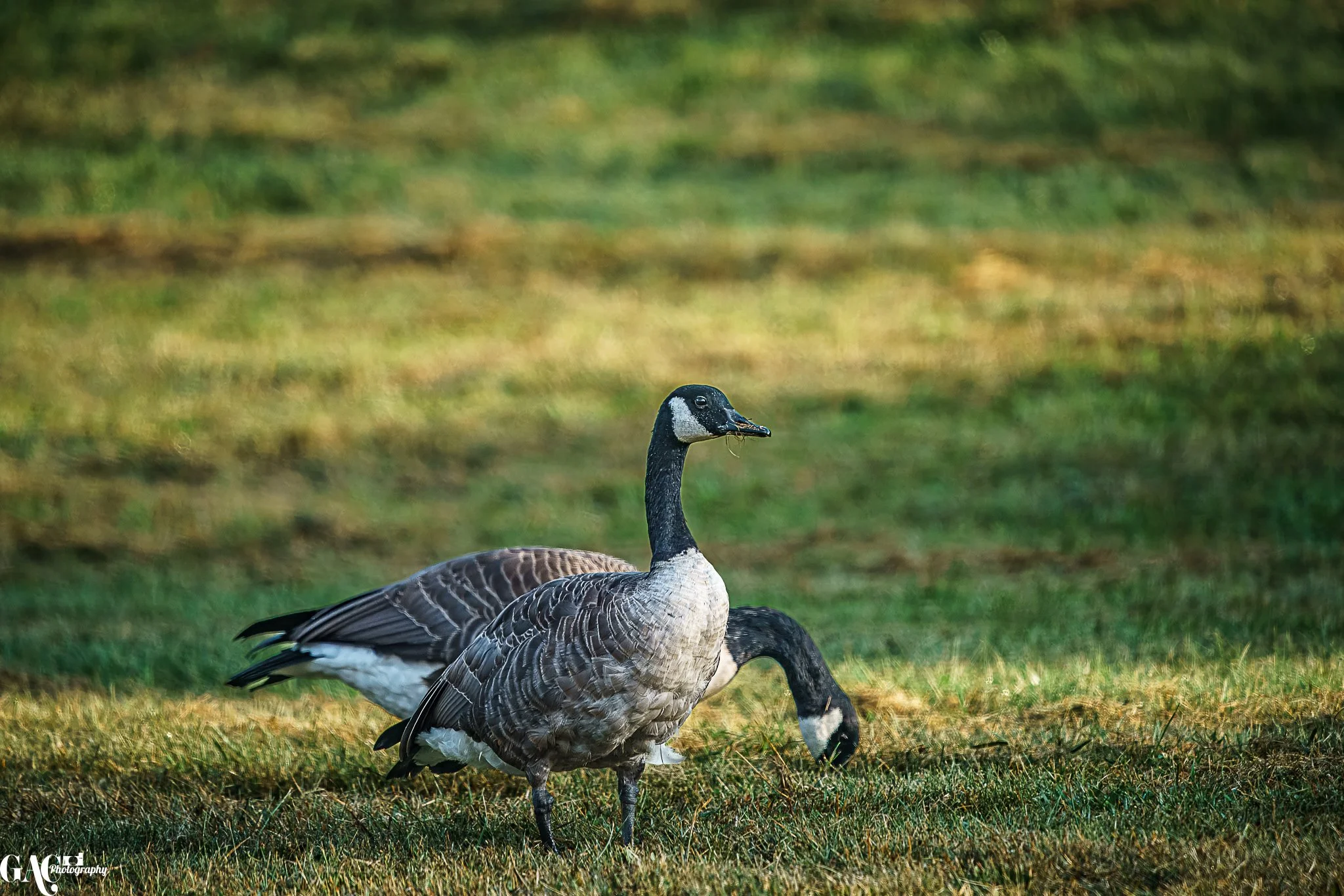 Two Canada geese grazing on grass in a park or meadow.