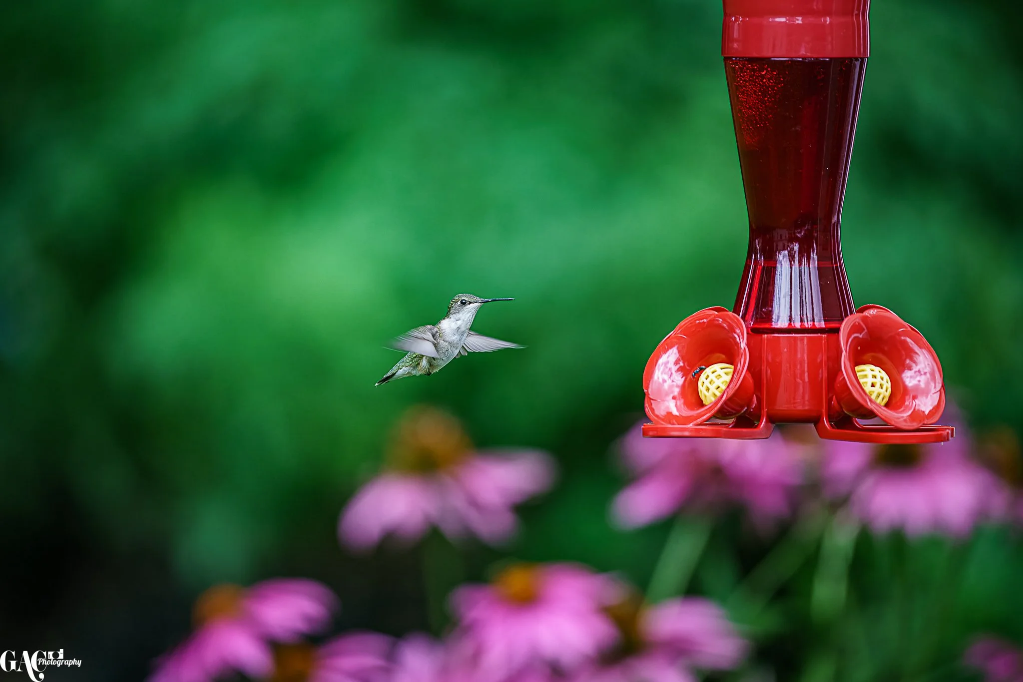 A hummingbird flying near a red hummingbird feeder with yellow ports, set against a blurred green and pink floral background.