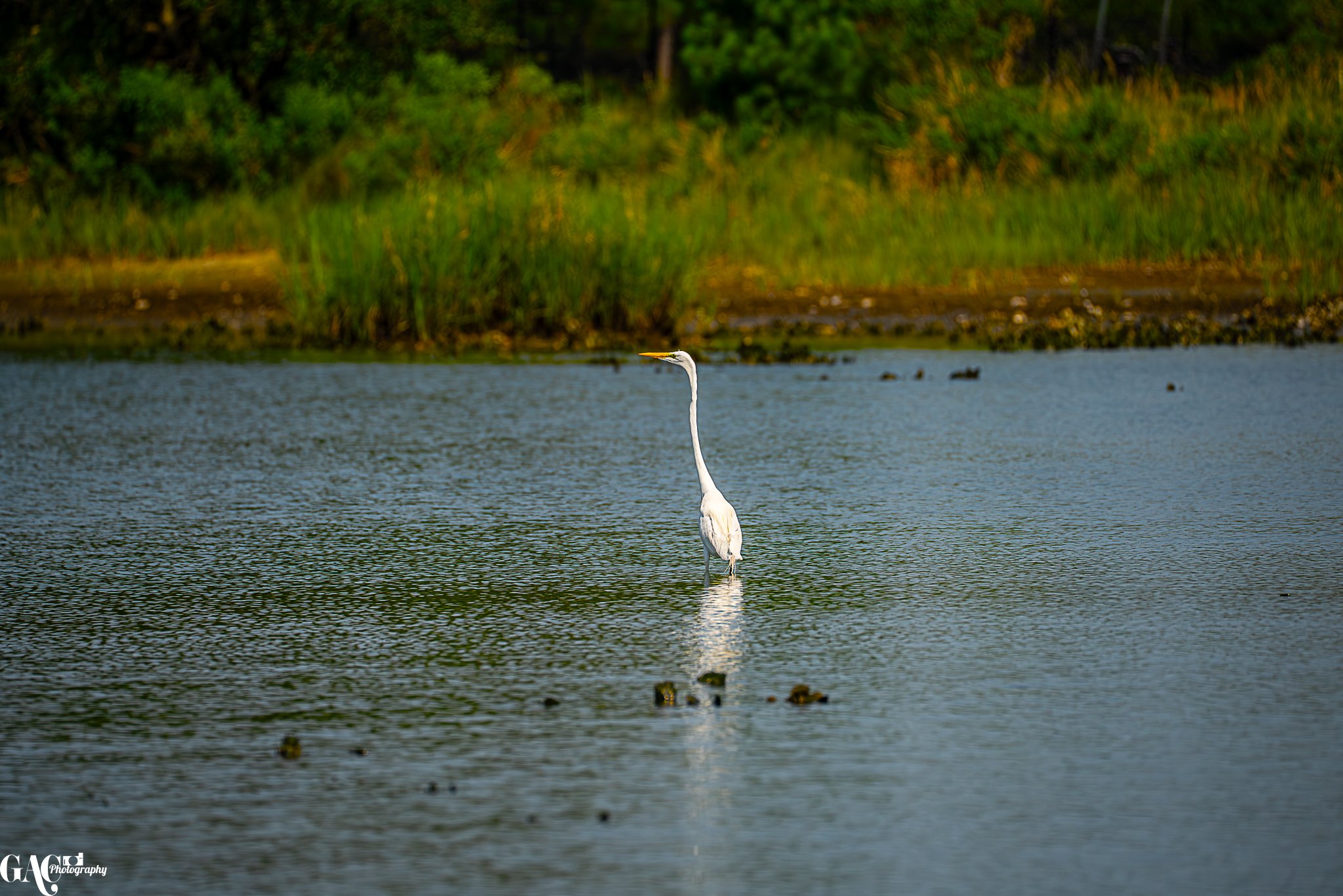A white heron standing in shallow water near a grassy shoreline.
