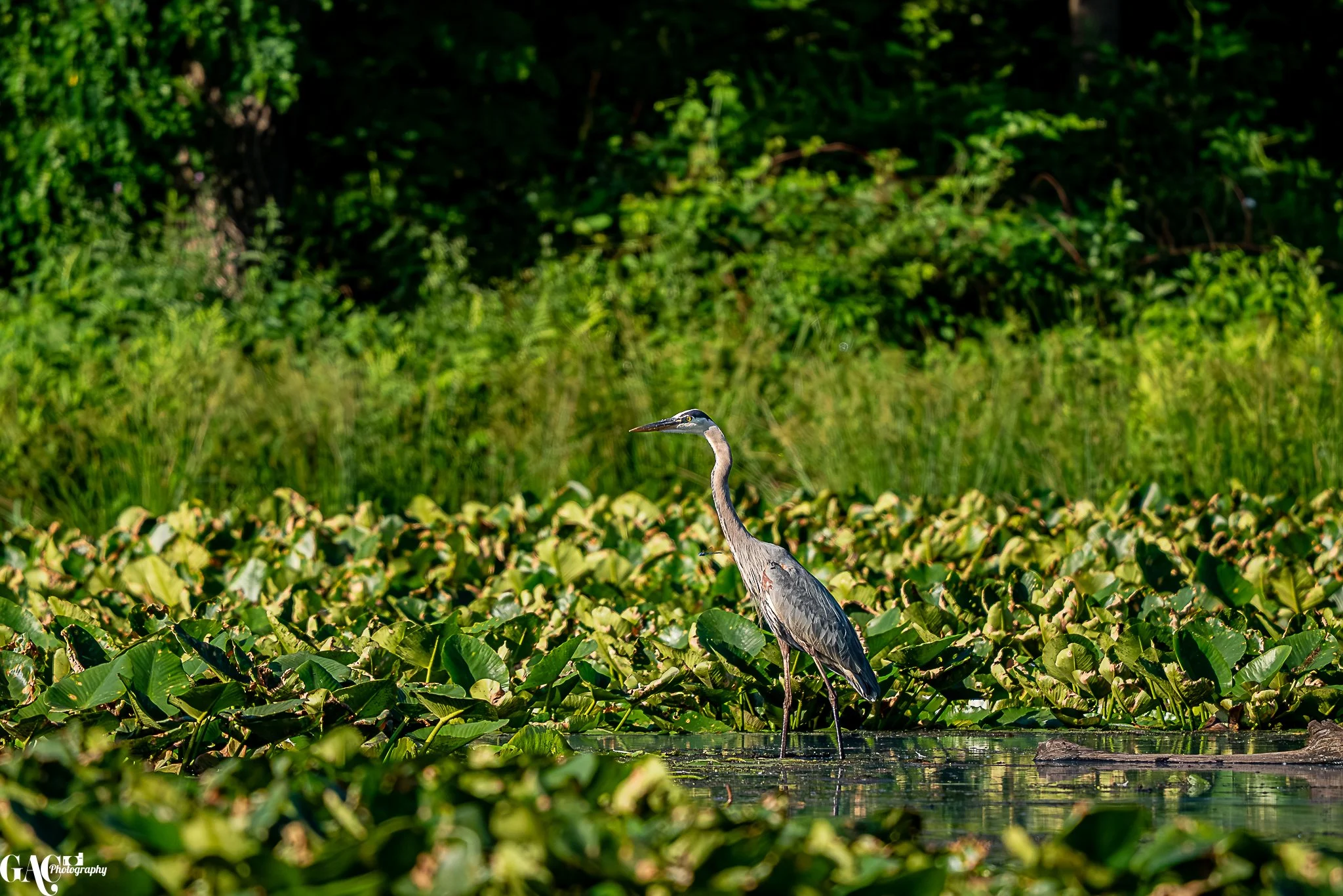 A heron stands in a shallow body of water surrounded by green aquatic plants, with a dense green forest in the background.