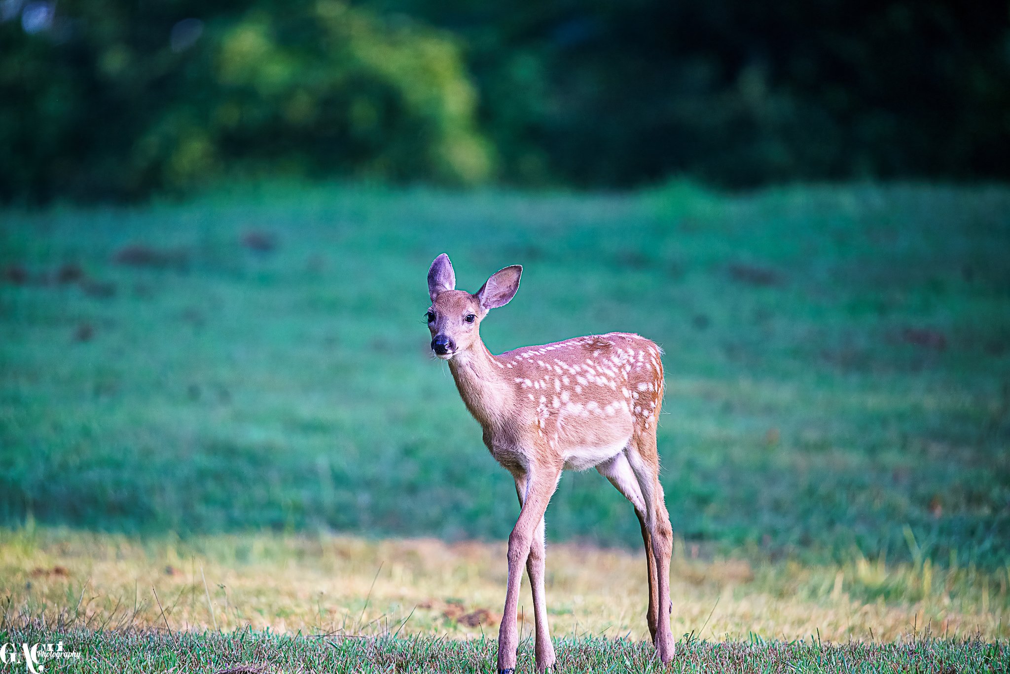 A young deer standing on grass in a natural outdoor setting with a blurred green background.