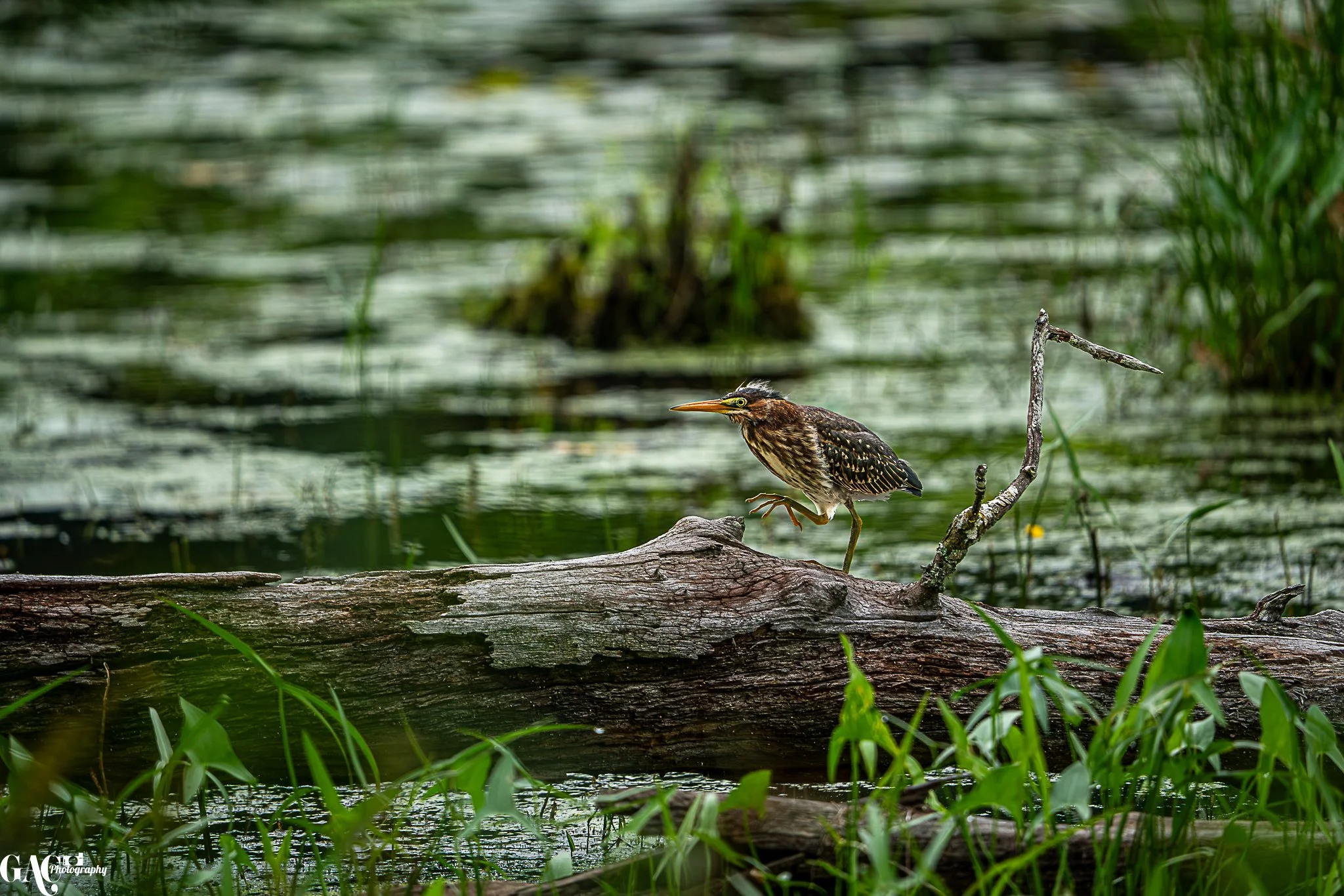 A juvenile heron walking on a log in a pond surrounded by green grass and aquatic plants.