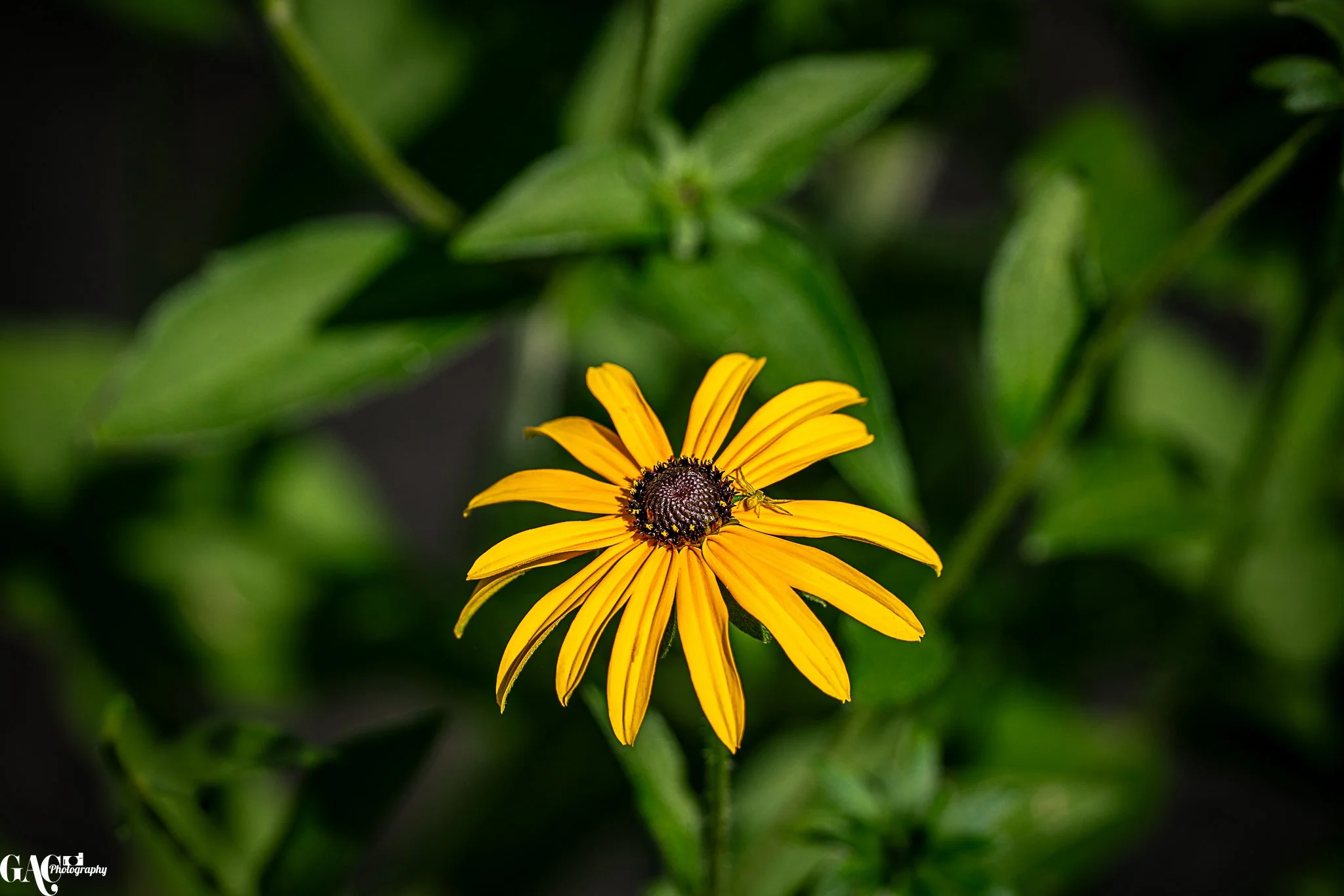 A yellow flower with a dark center and elongated petals, surrounded by green leaves.