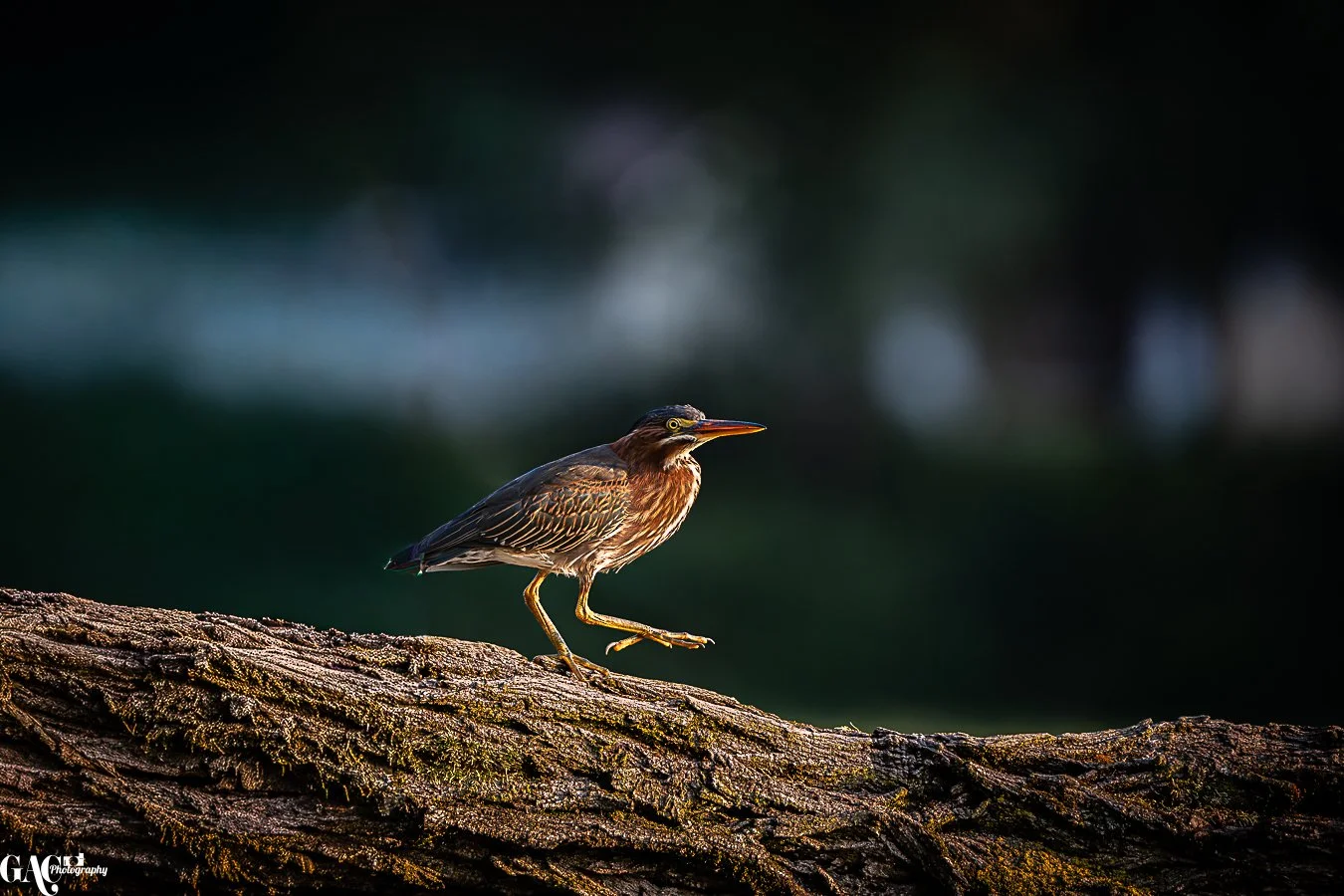 A small brown bird with yellow eyes and a long beak balancing on a textured, dark brown log with a blurred dark green and blue background.