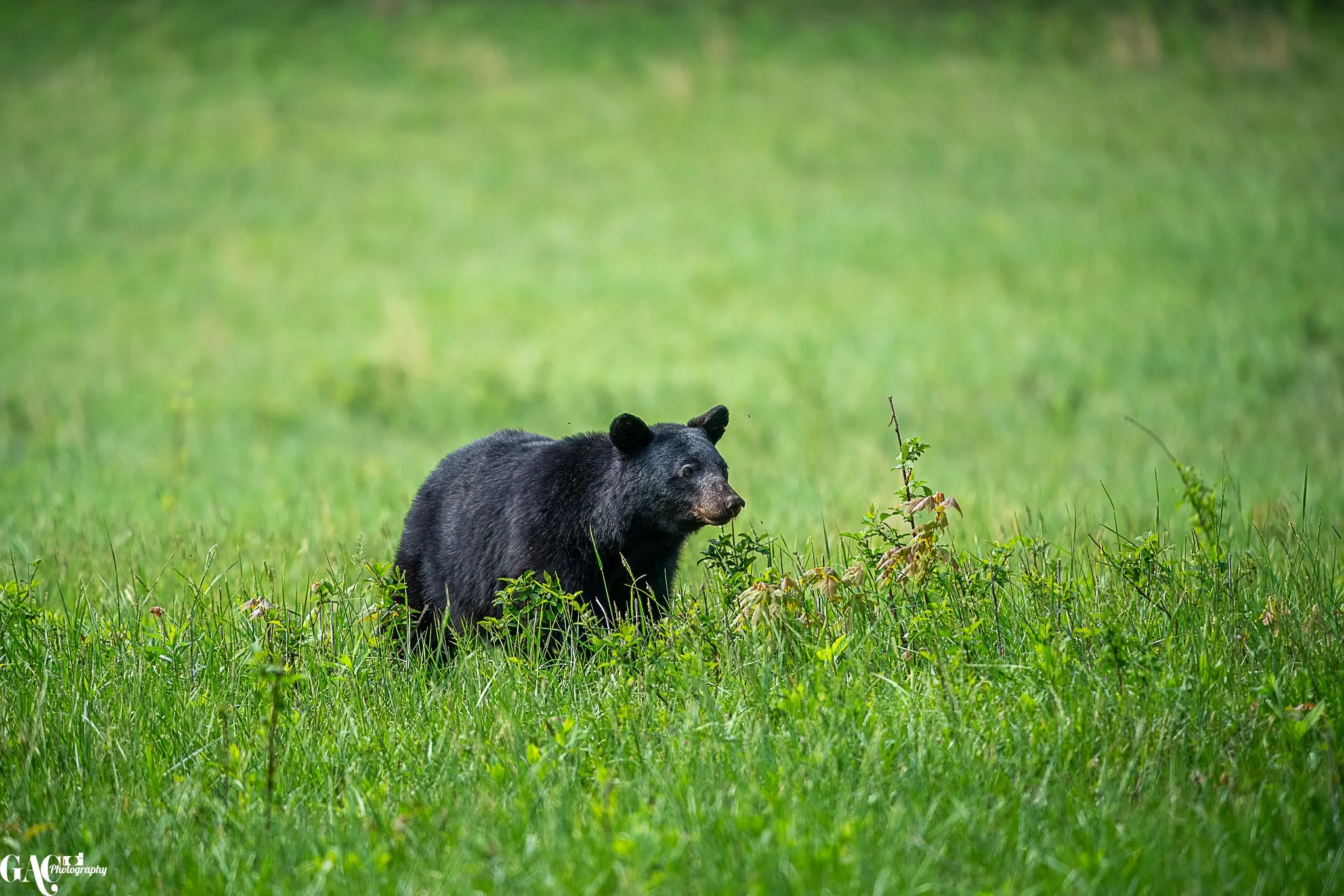 Black bear in a grassy field.