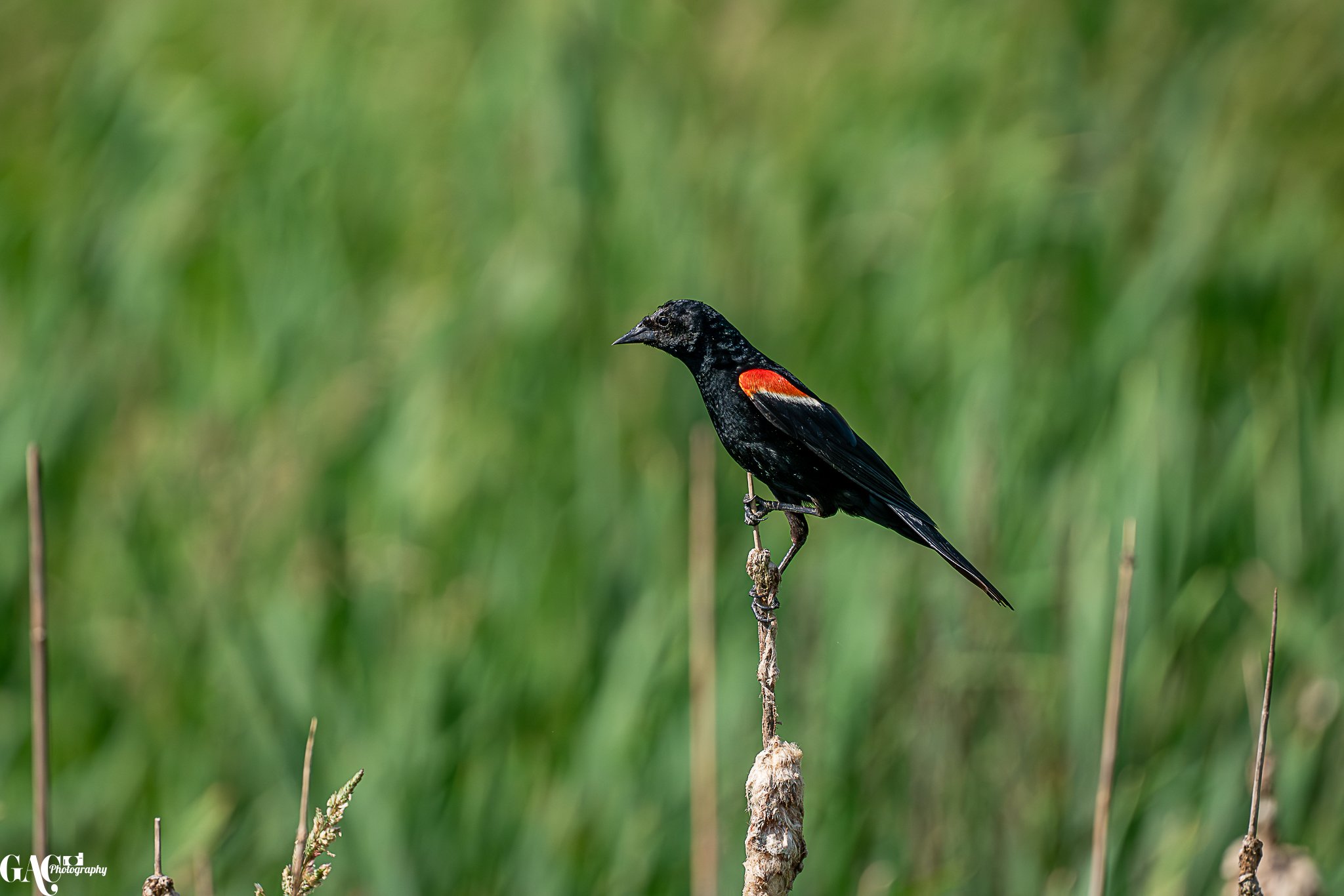 A black bird with red markings on its wings perched on a thin vertical branch against a blurry green grassy background.