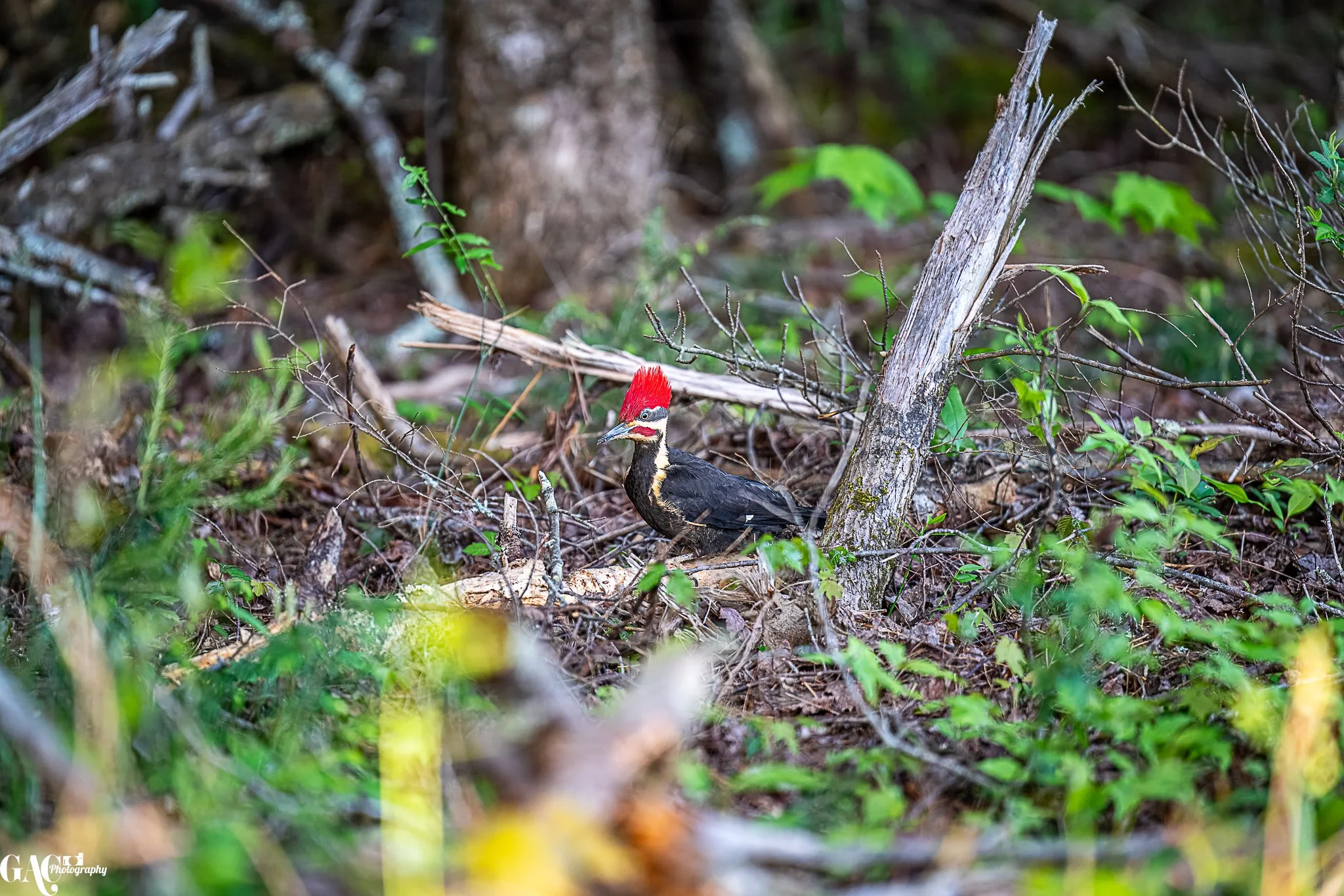 A pileated woodpecker with a red crest surrounded by forest debris and green foliage.