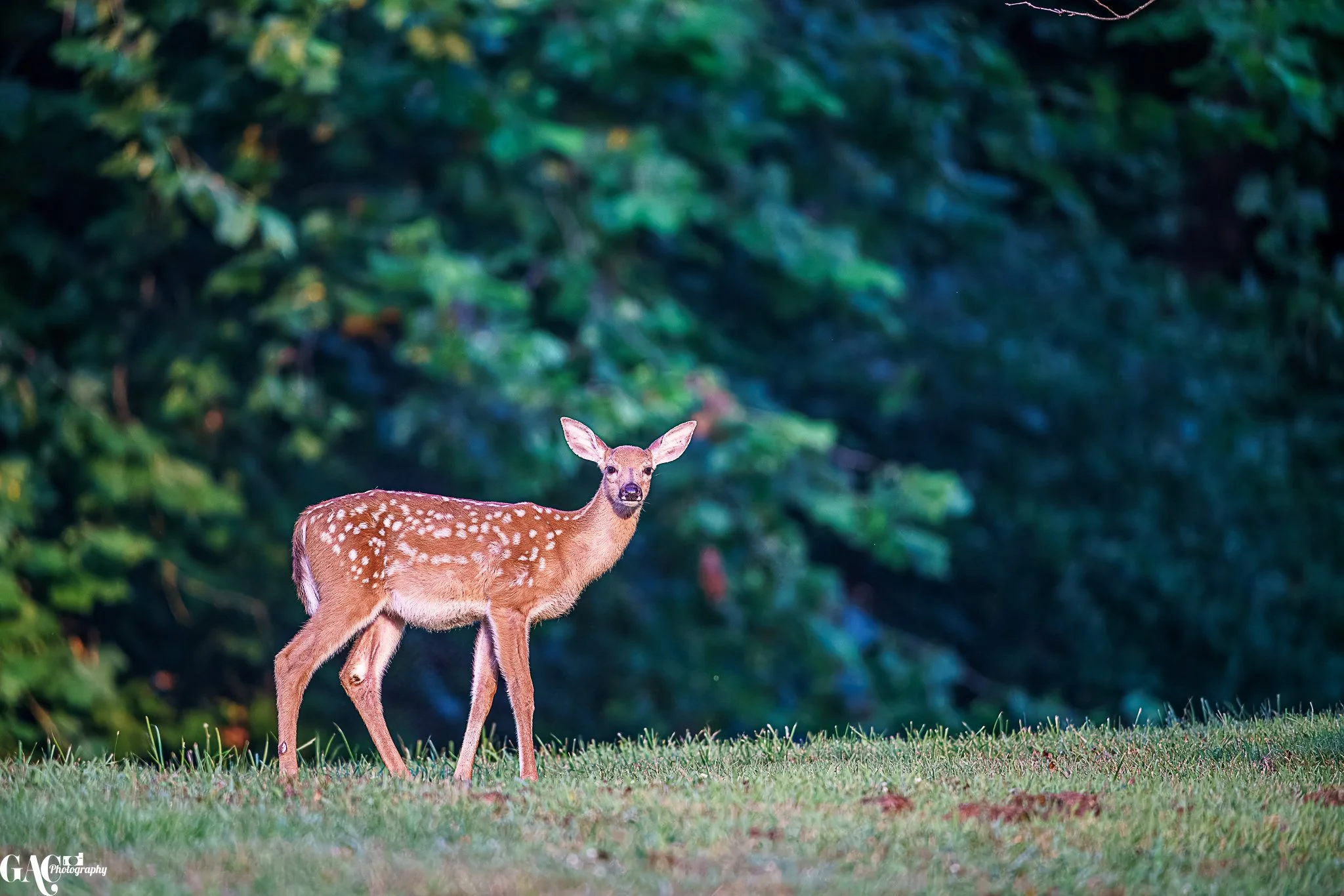 A young deer with white spots on its back standing on grass near a forest.