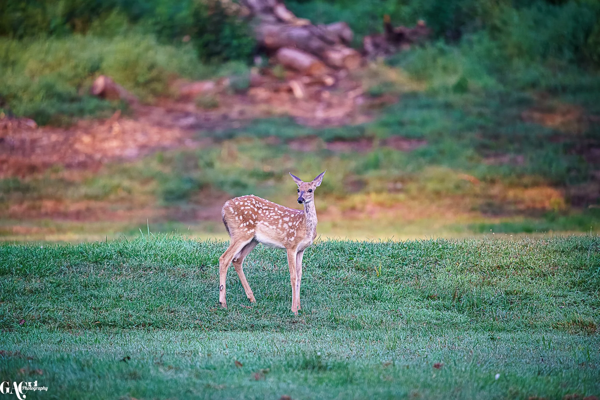 A young spotted deer standing on green grass with a blurred wooded background.