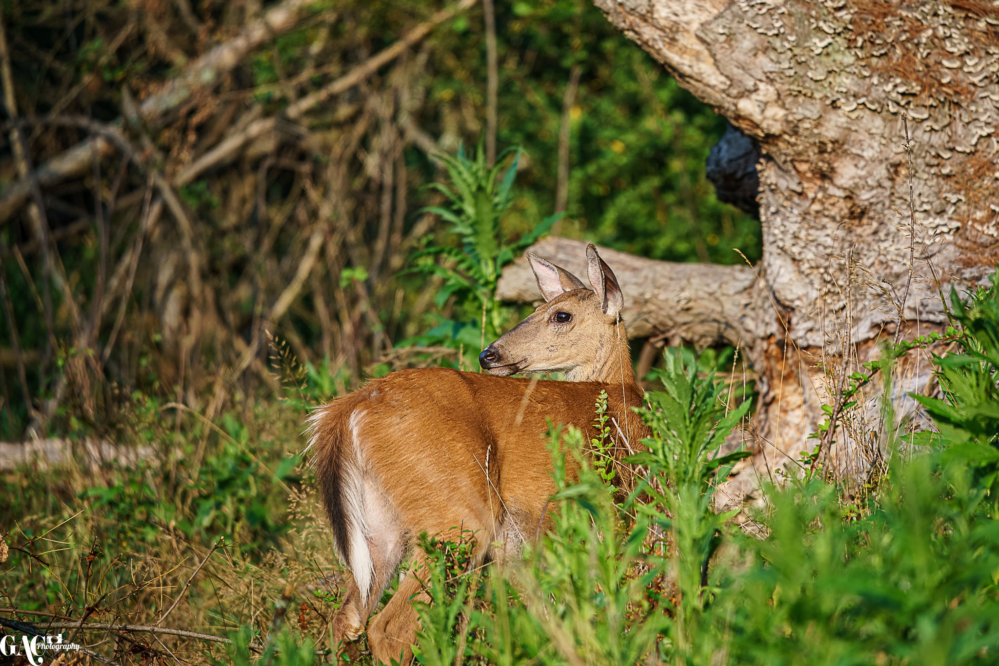 A young deer resting in a green forest, with trees and grass surrounding it.
