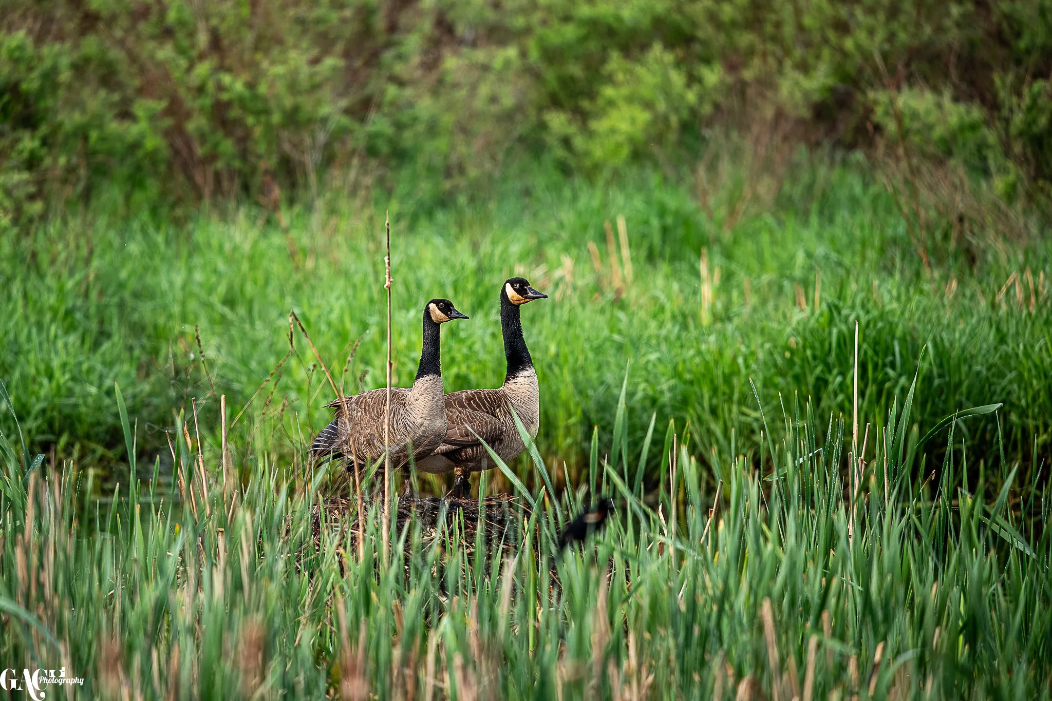 Two Canada geese standing in tall green grass in a wetland area with lush foliage, summer setting.