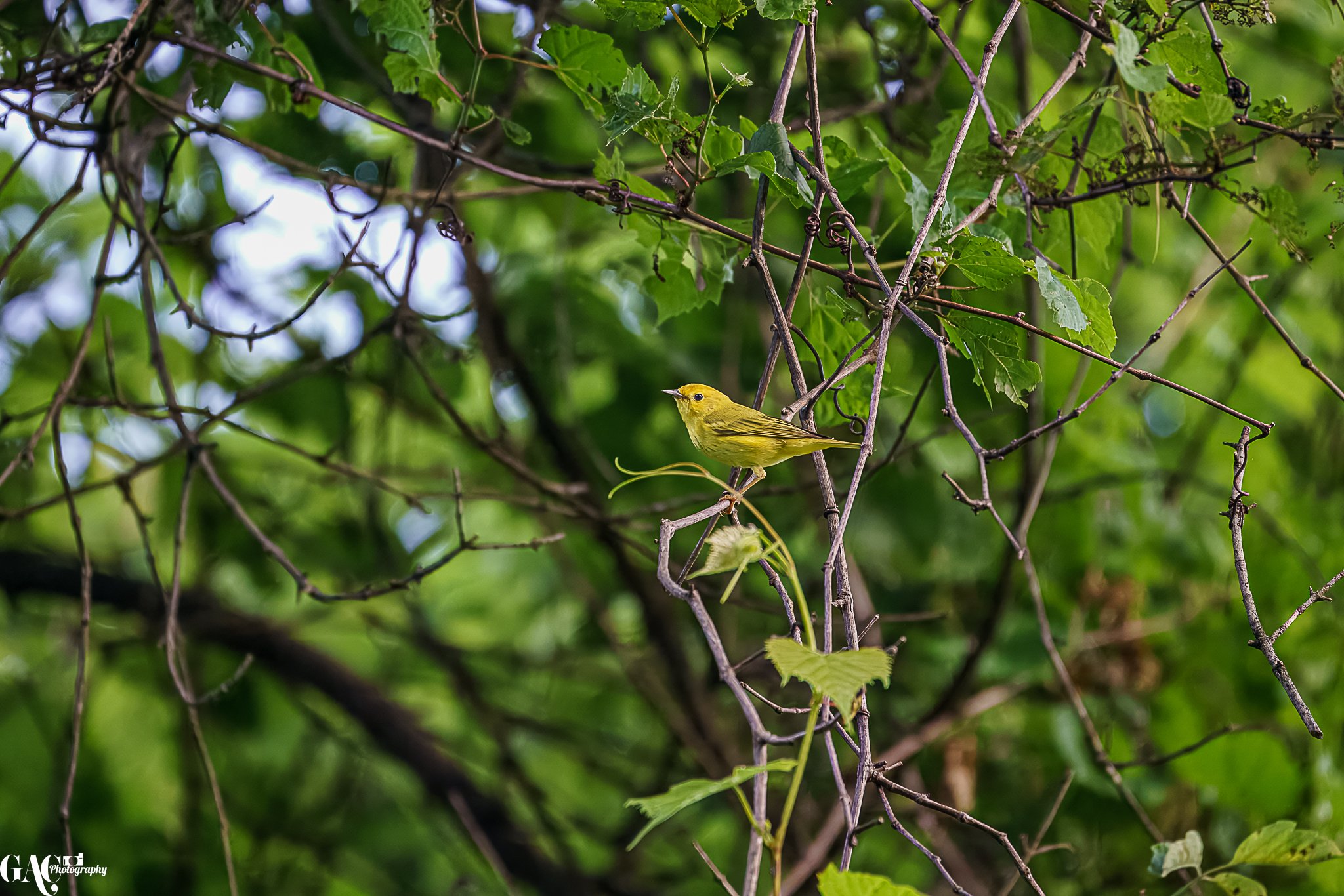 A yellow and olive green bird perched on a thin branch amidst green leaves and tangled vines in a lush forest.