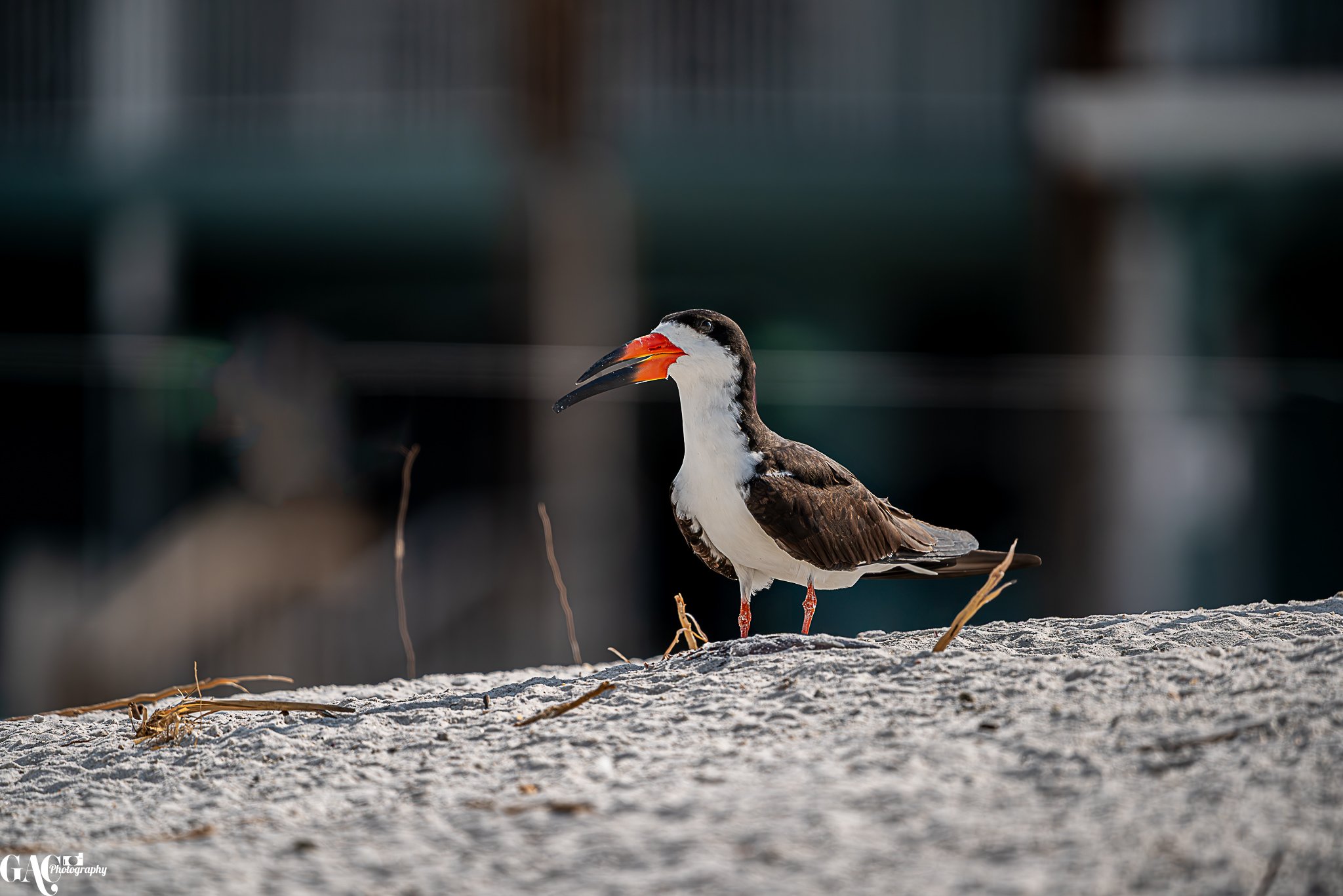 A black skimmer bird standing on a sandy beach.