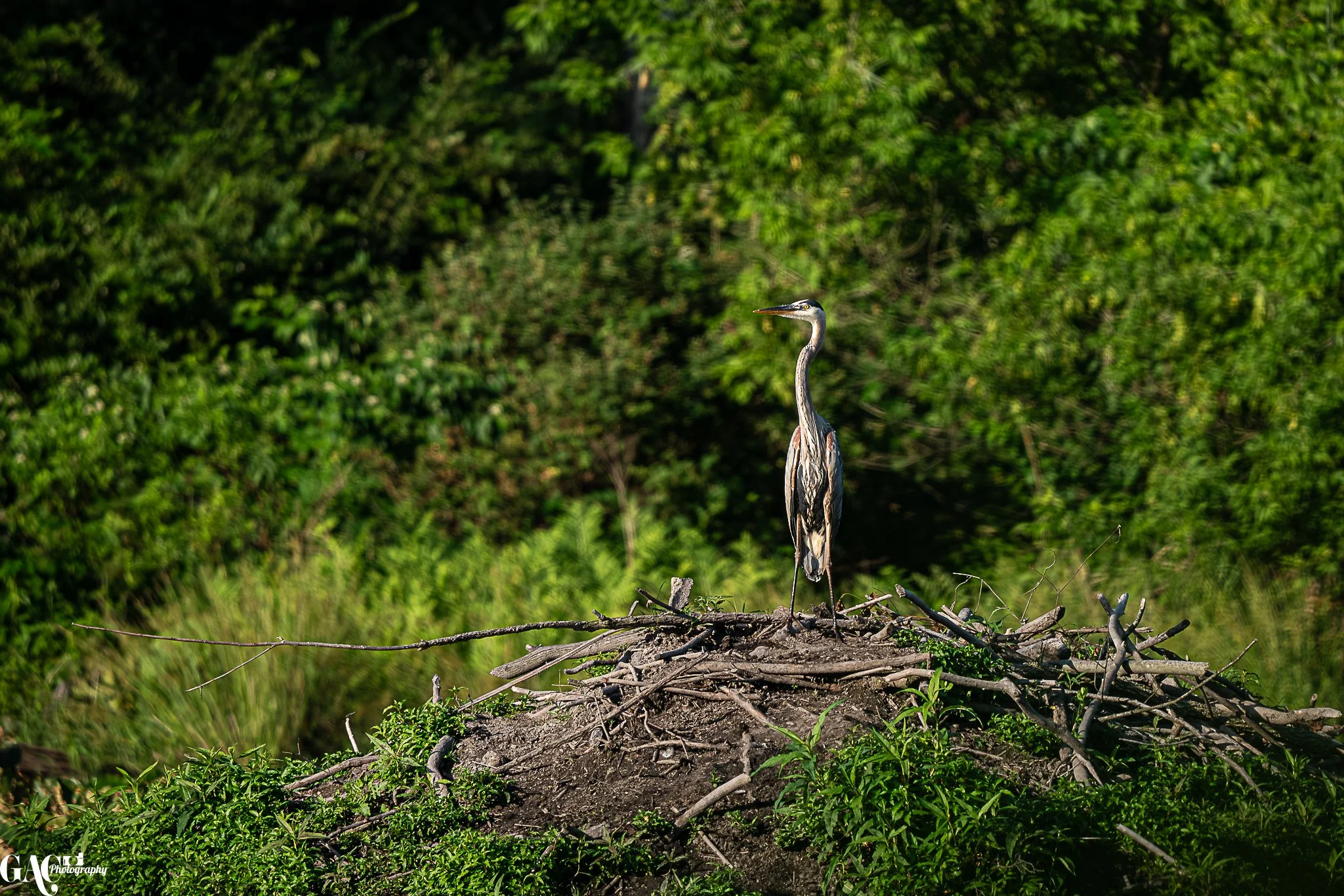 A heron standing on a nest made of sticks and branches in a green natural environment.