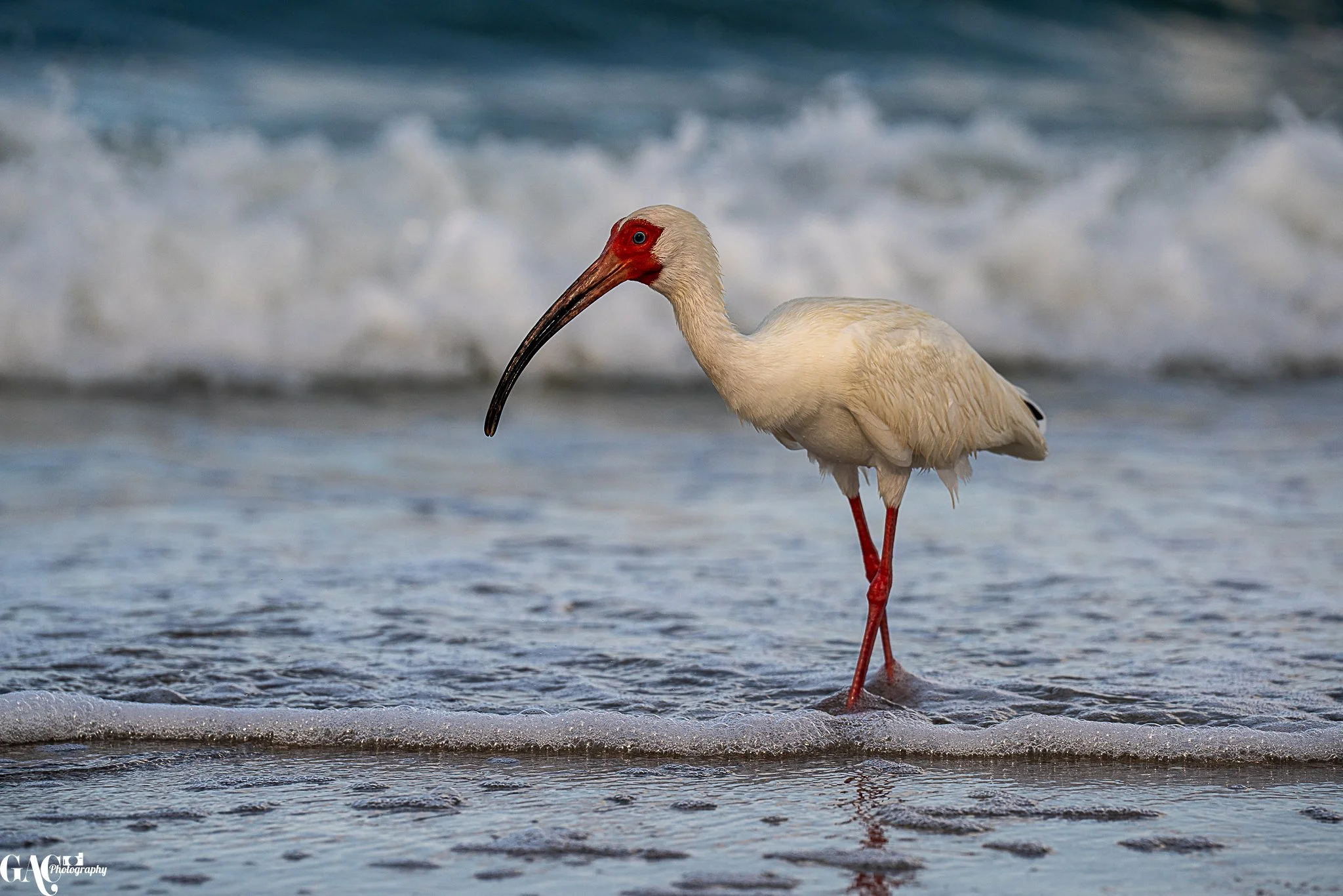 A white ibis with red legs and face standing in shallow ocean water with waves in the background.