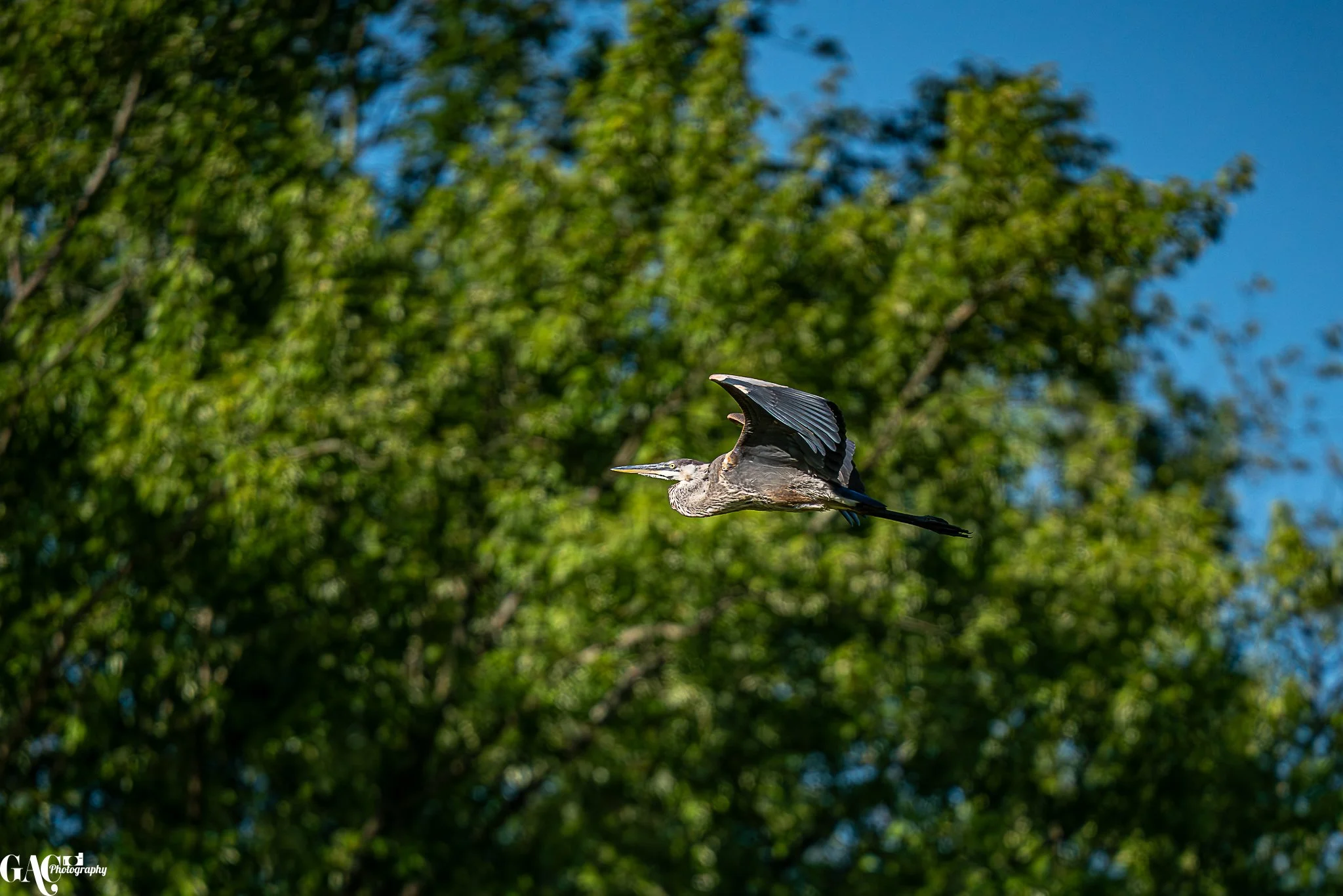 A heron flying with its wings spread against a backdrop of green trees and a blue sky.