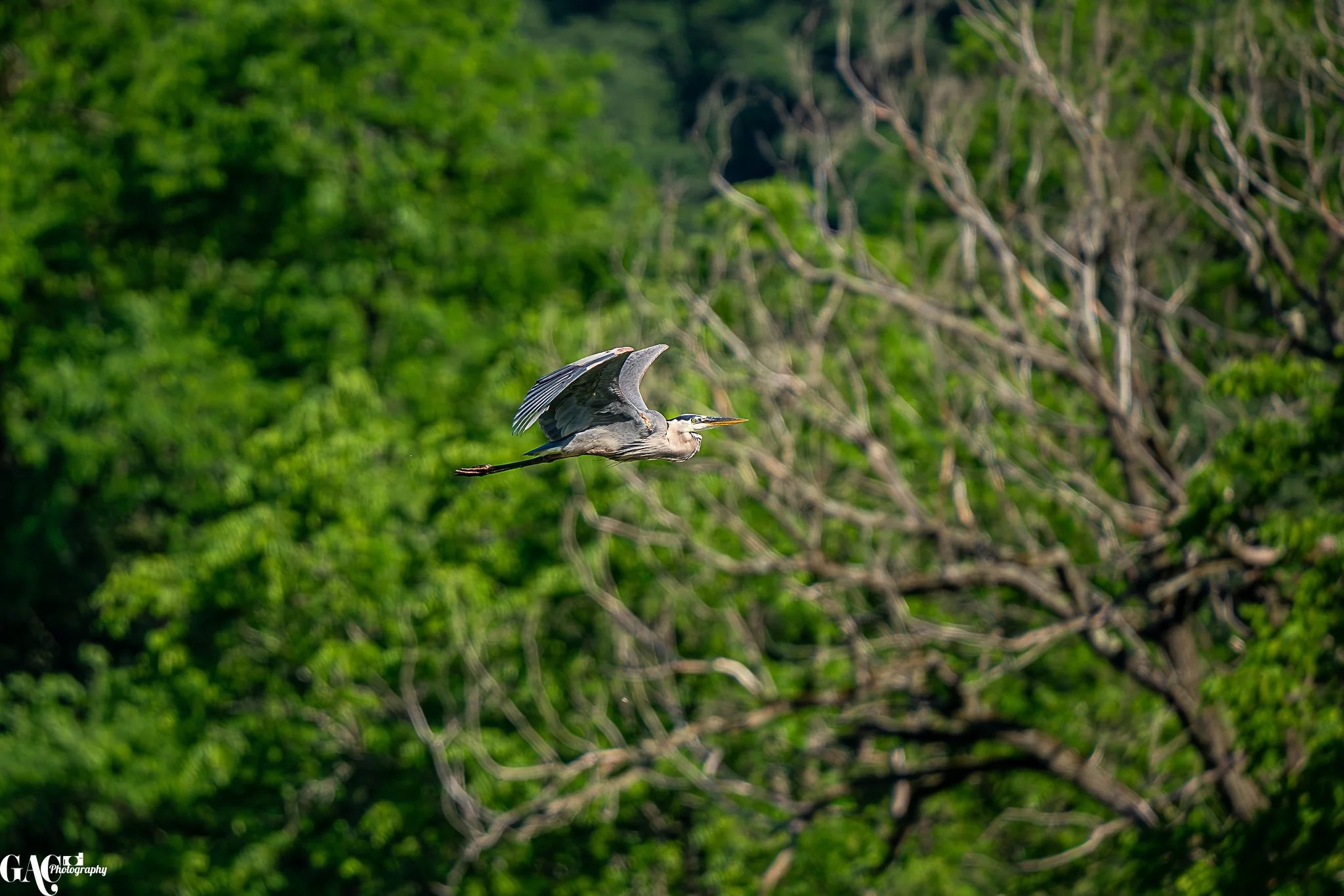 A heron flying over green trees and branches in the background.