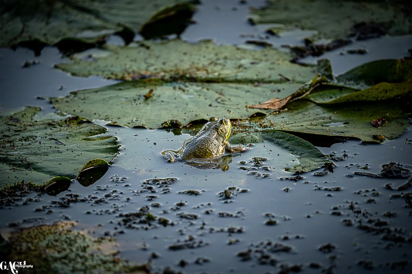 A frog partially submerged in water among floating lily pads and aquatic plants.