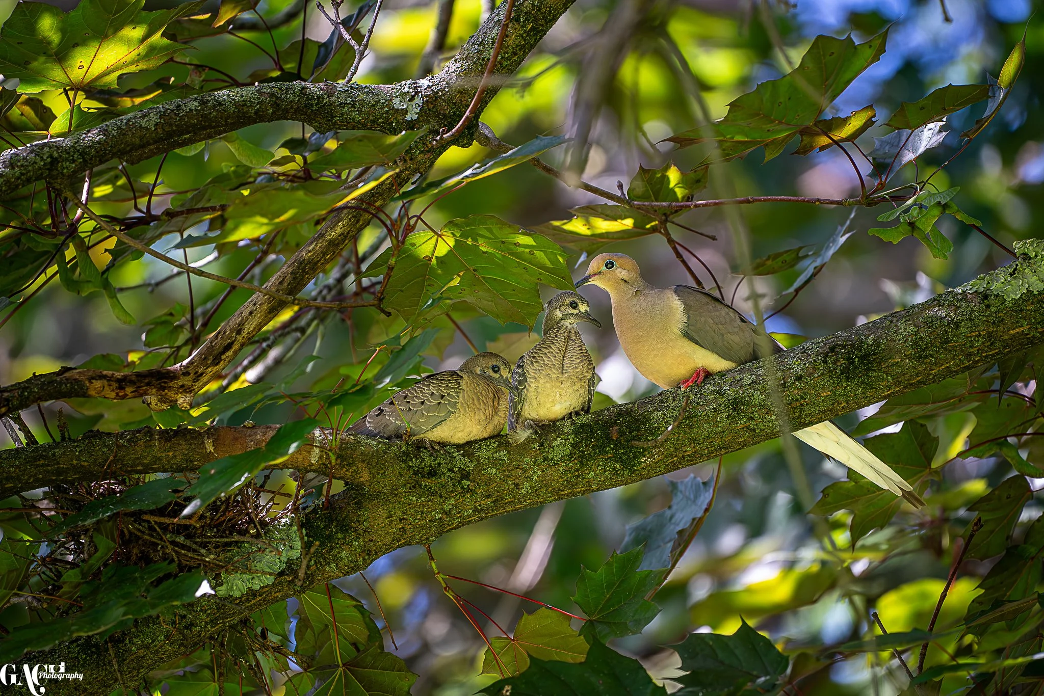 A bird family, with one adult bird and two chicks, sitting on a mossy tree branch amidst green leaves in a forest.