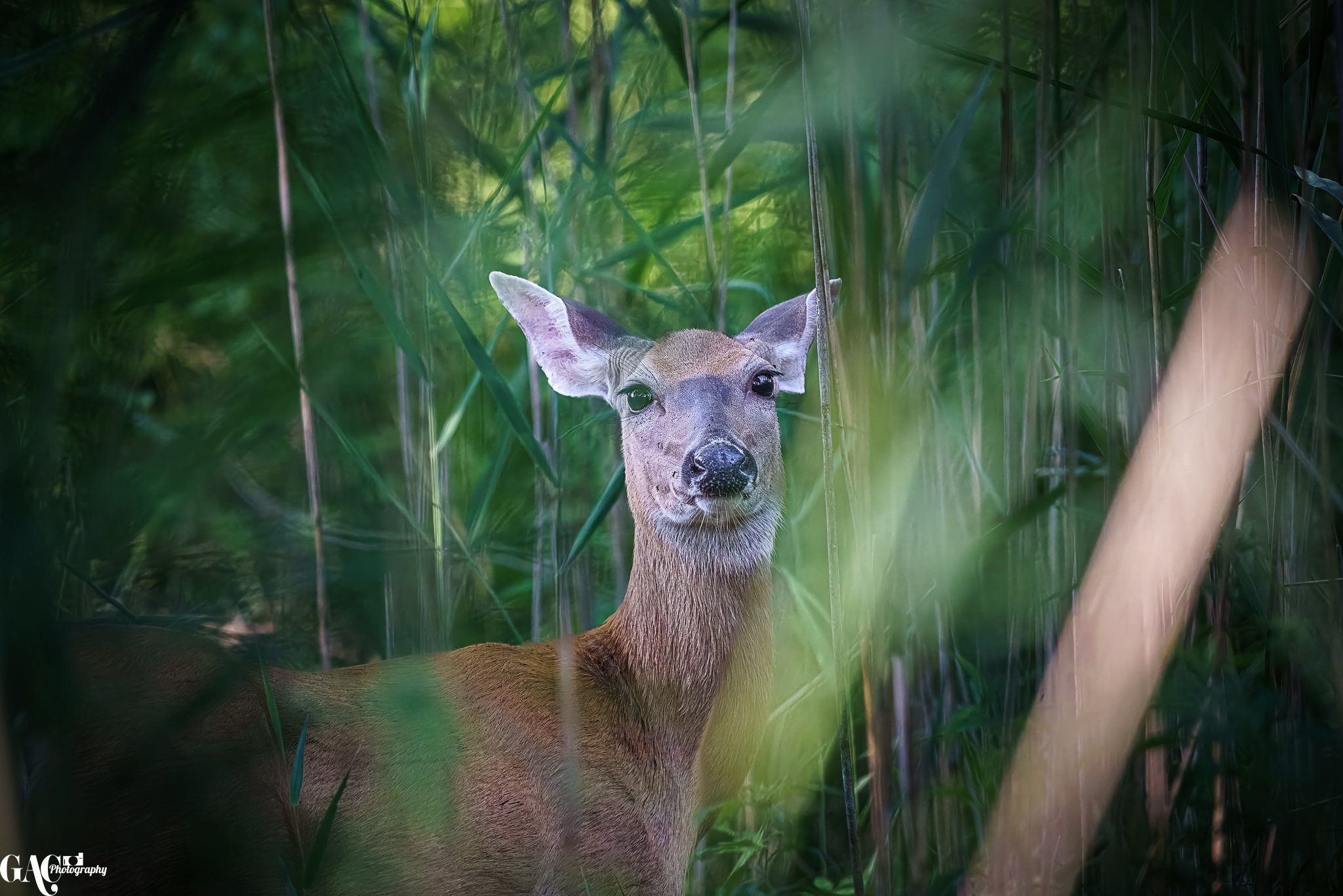Close-up of a young deer with large ears and dark eyes amid tall green grass and foliage.