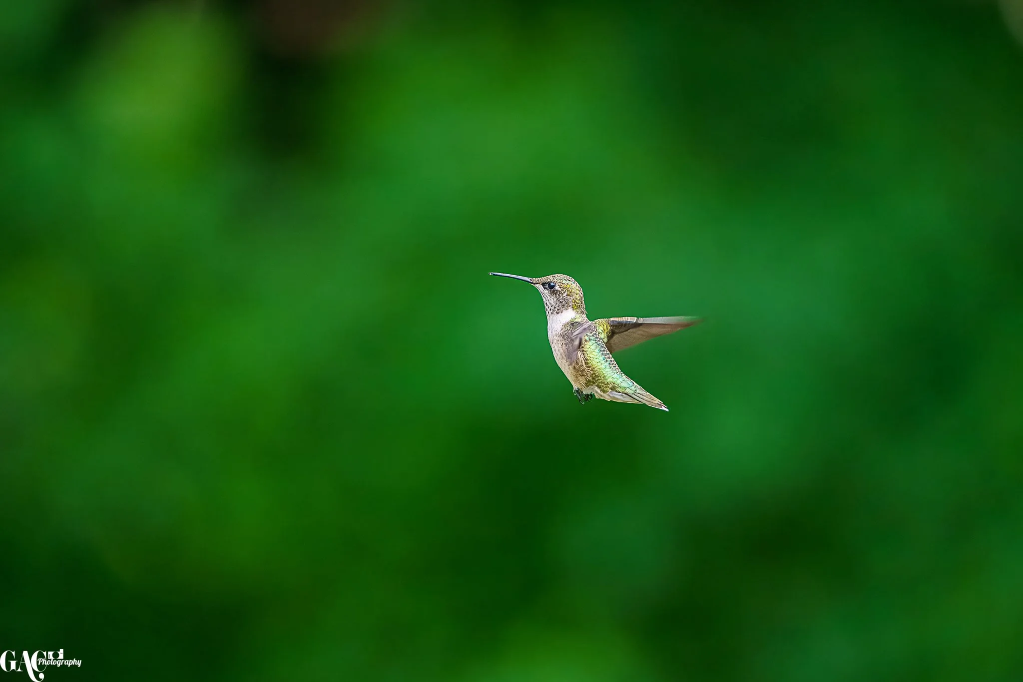 A hummingbird flying mid-air with a blurred green background.