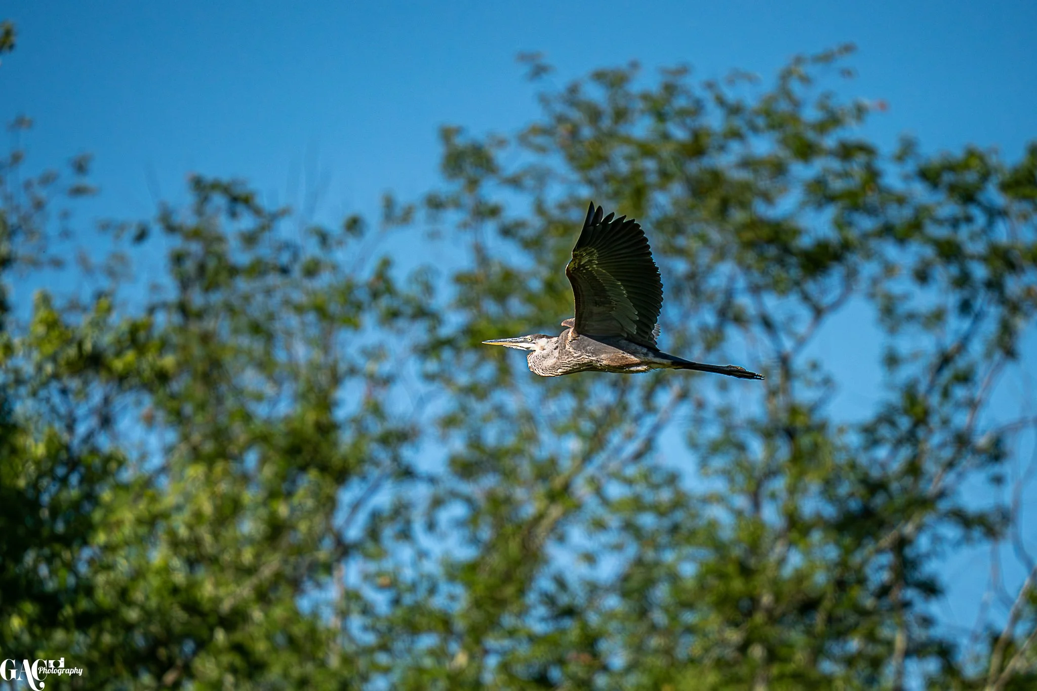 A heron flying in the blue sky with green trees in the background.