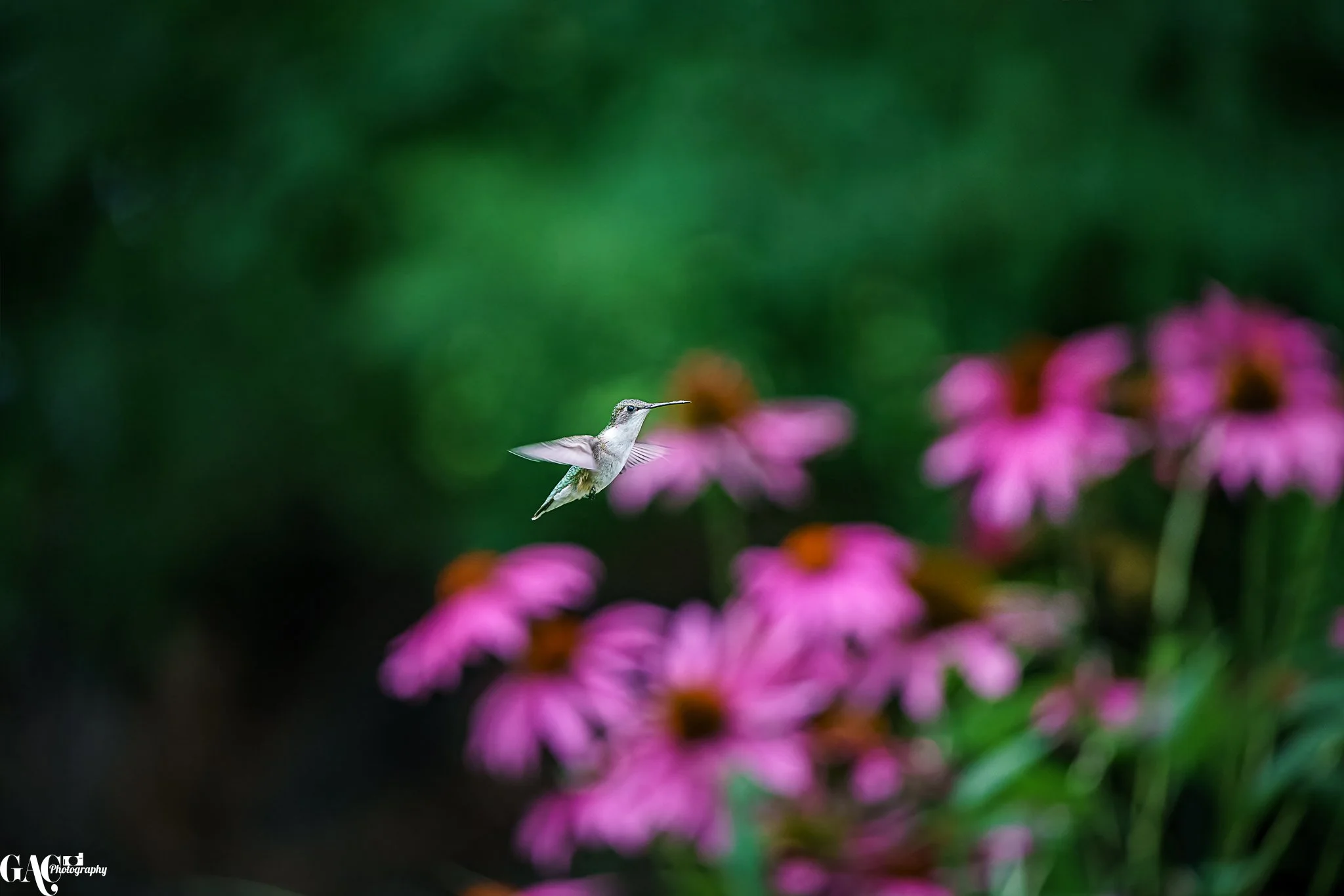 A hummingbird hovering near pink flowers with a blurred green background.