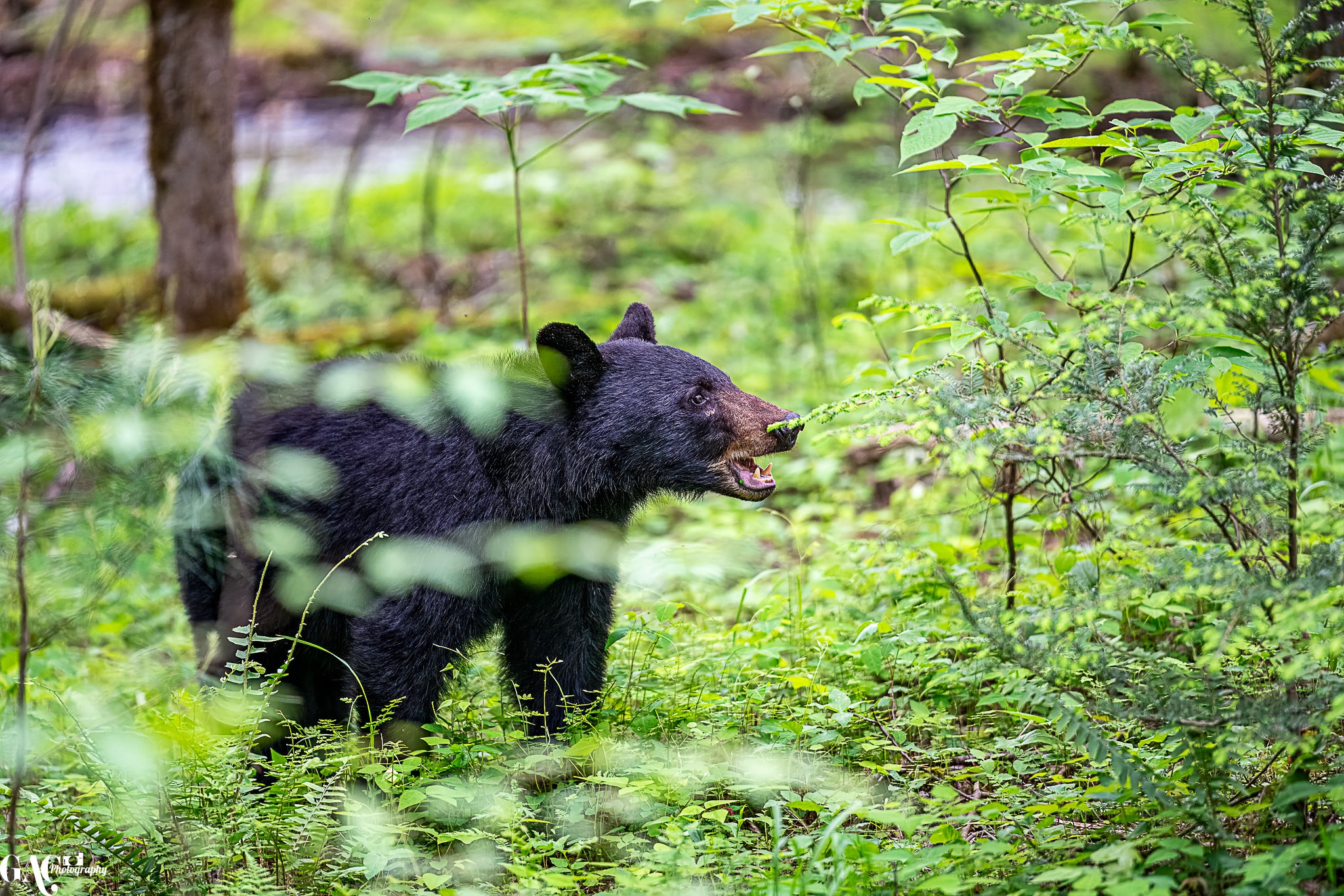 Black bear in a forest with green foliage