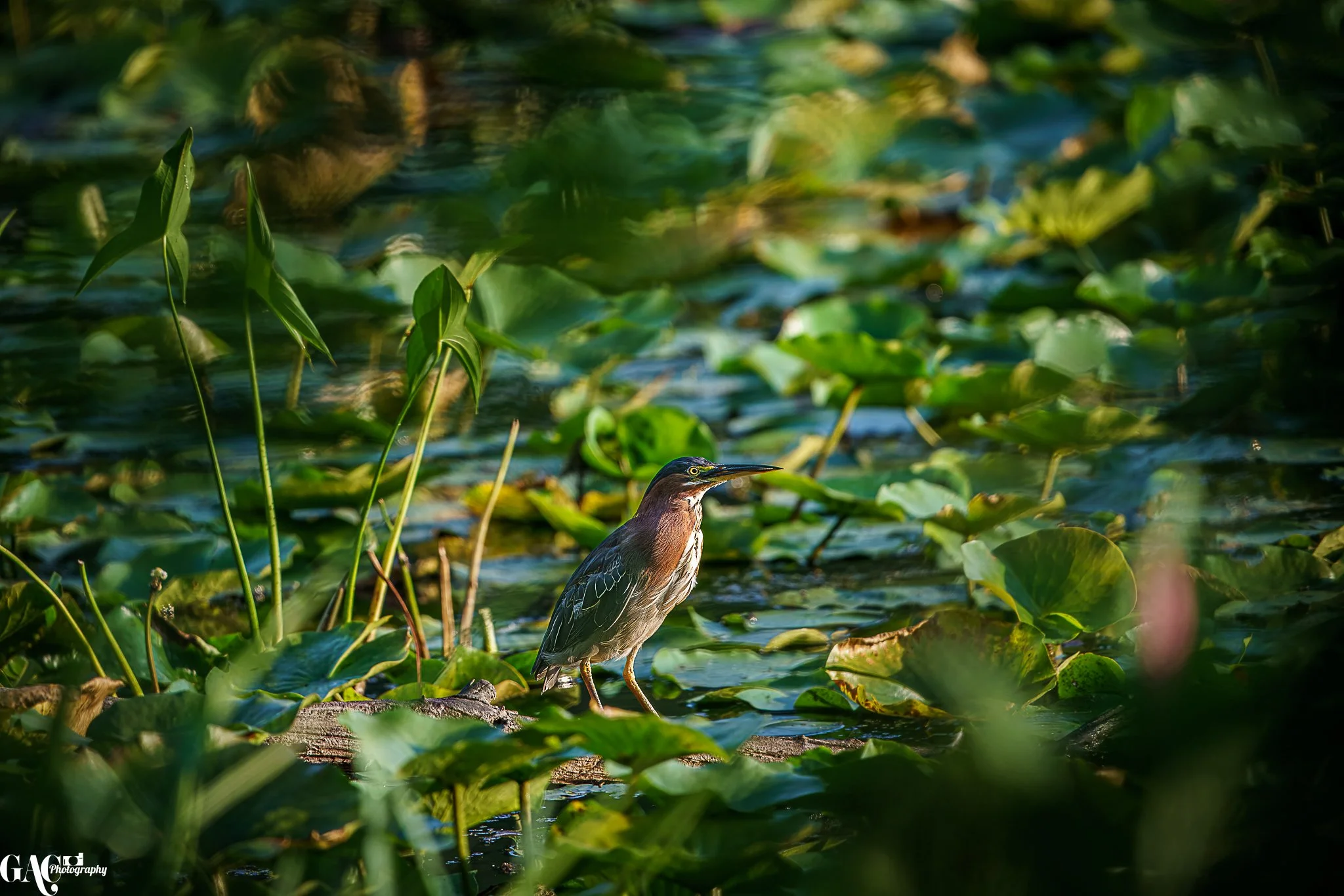 A small heron standing on a log among green lily pads and aquatic plants in a marsh or pond.