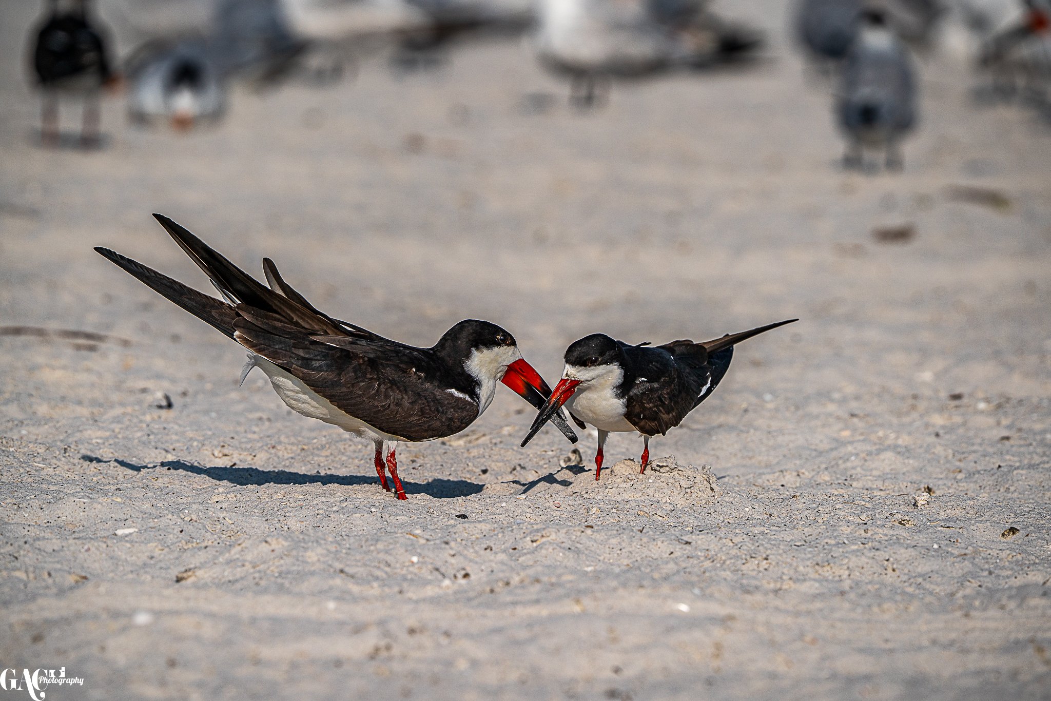 Two black skimmers on a sandy beach, one offering a fish to the other.
