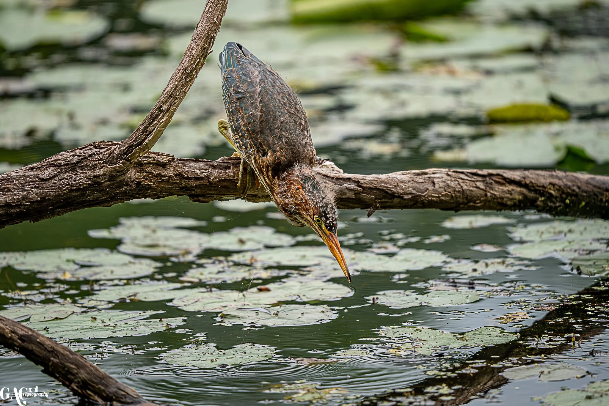 A heron standing on a fallen tree branch over water, with its beak pointed downward toward the water, surrounded by lily pads.