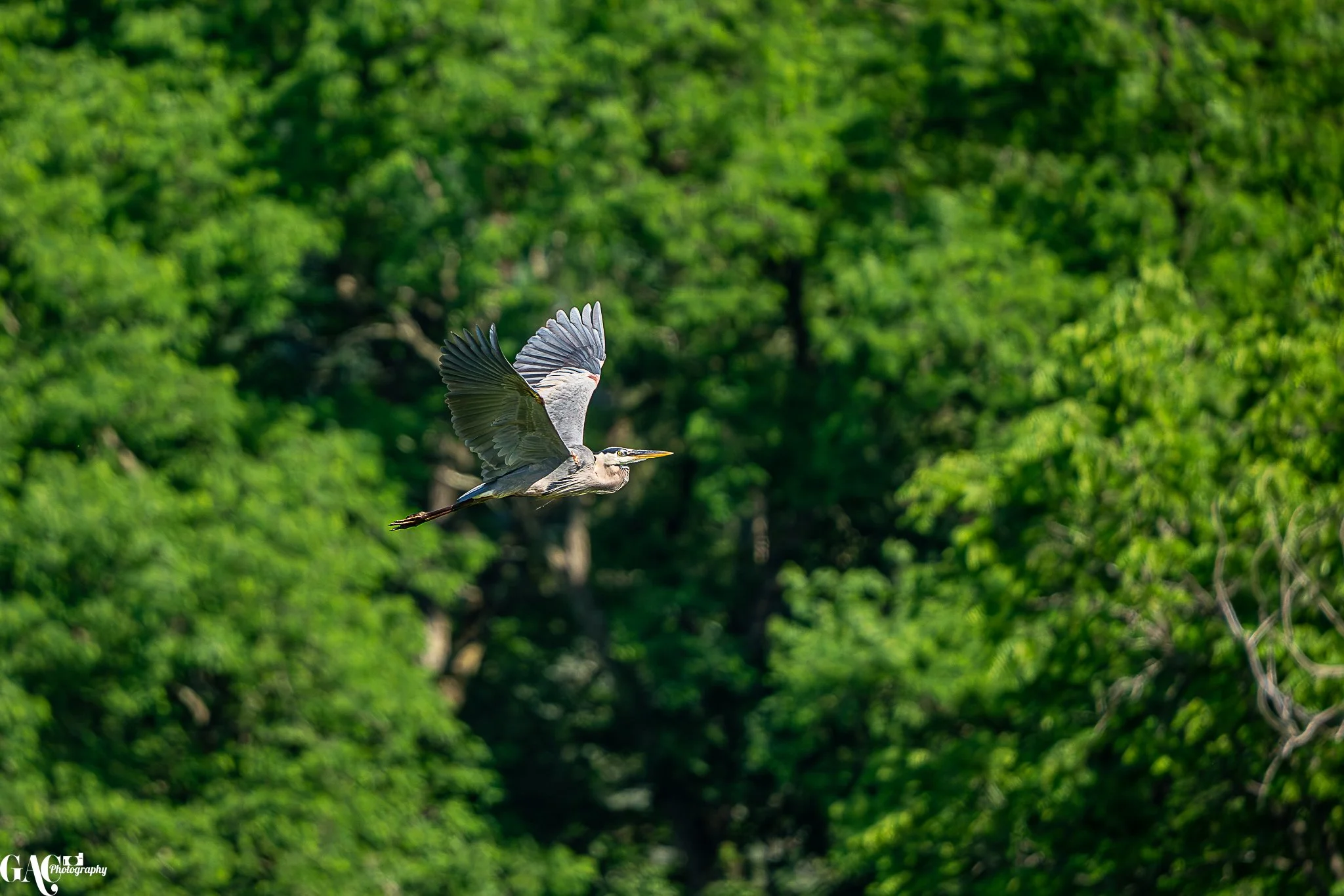 A heron flying through the air with green trees in the background.