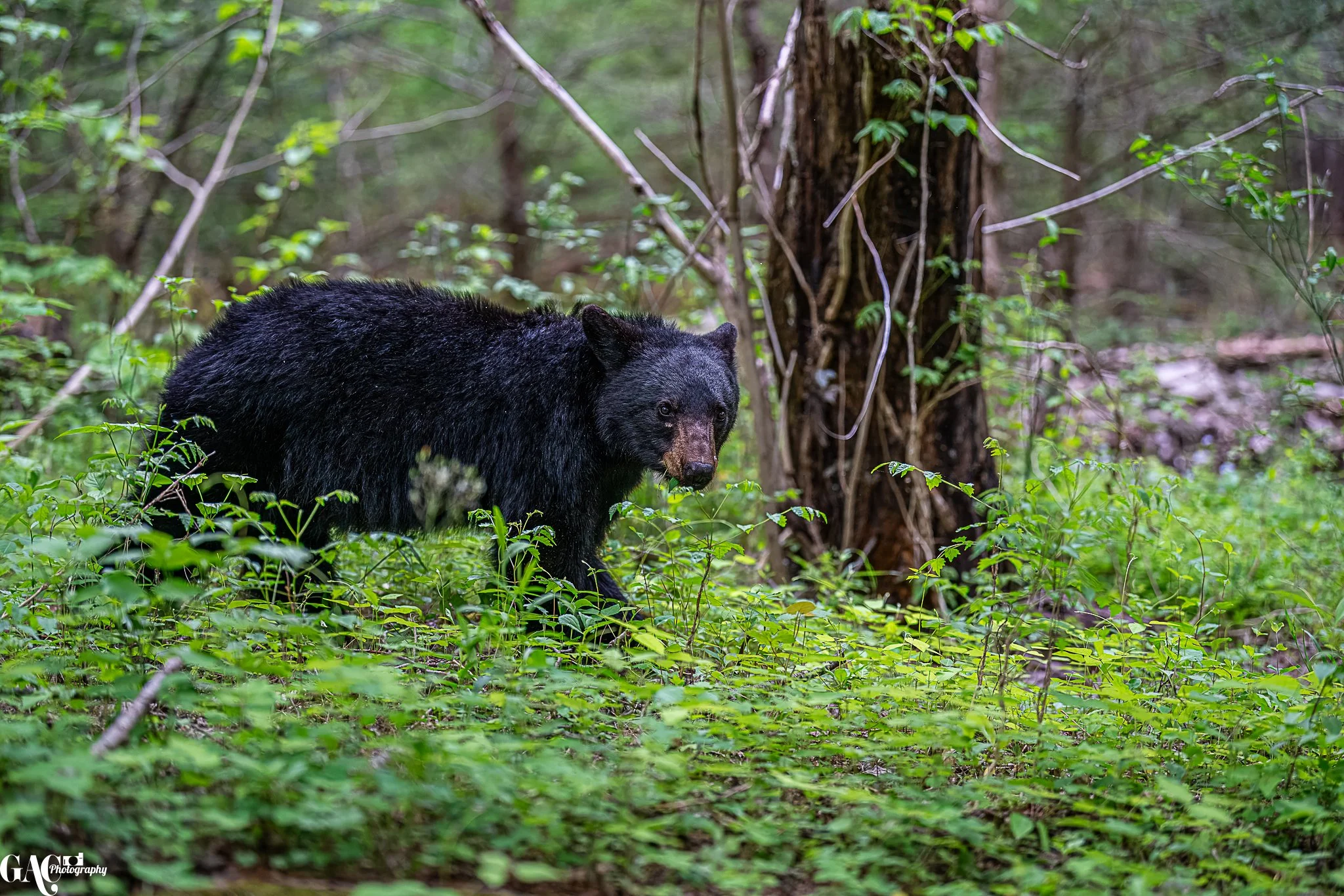Black bear walking through a forest with green underbrush and trees.