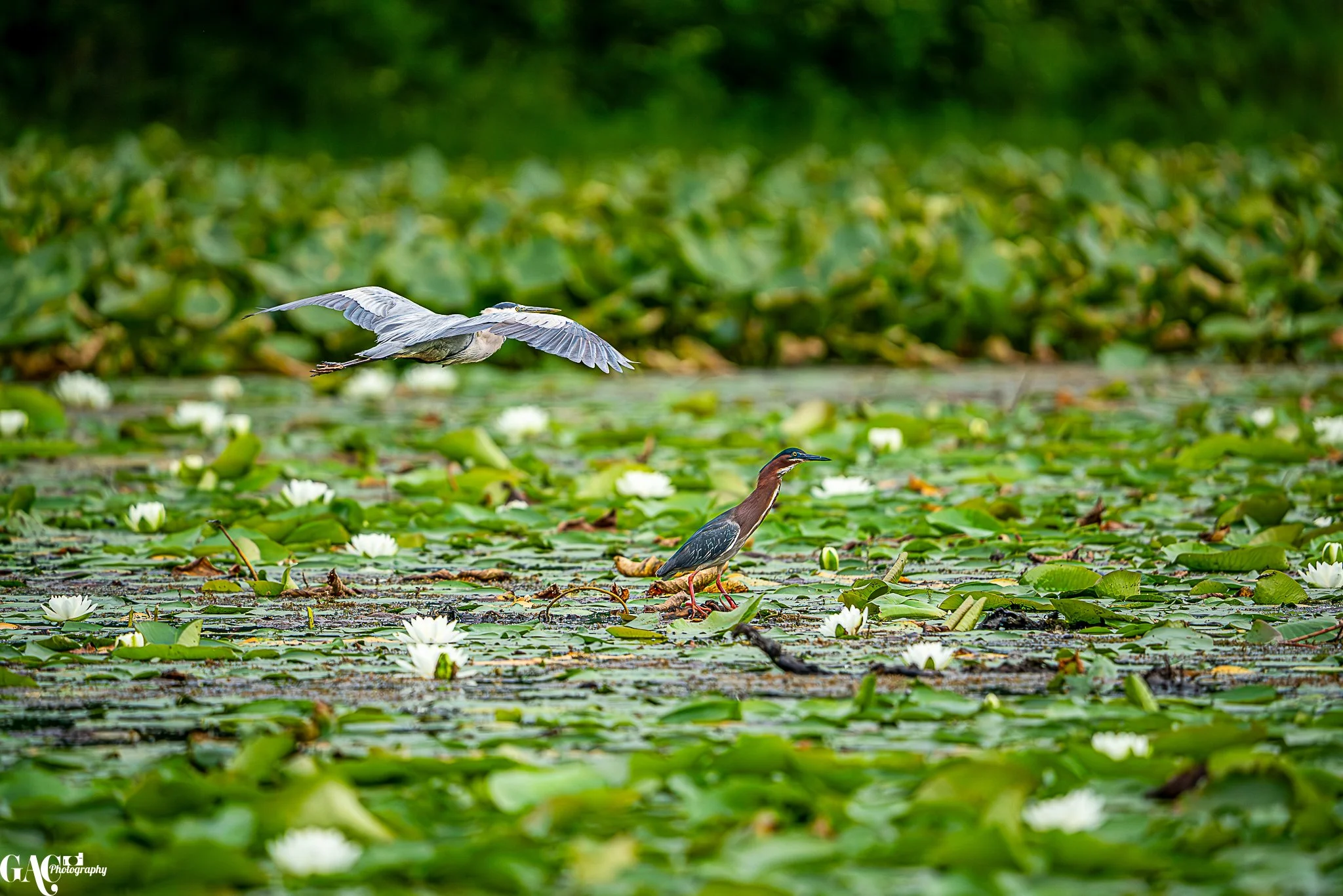 A heron flying over a pond with white water lilies and a green background, with a bird standing on the water's surface.
