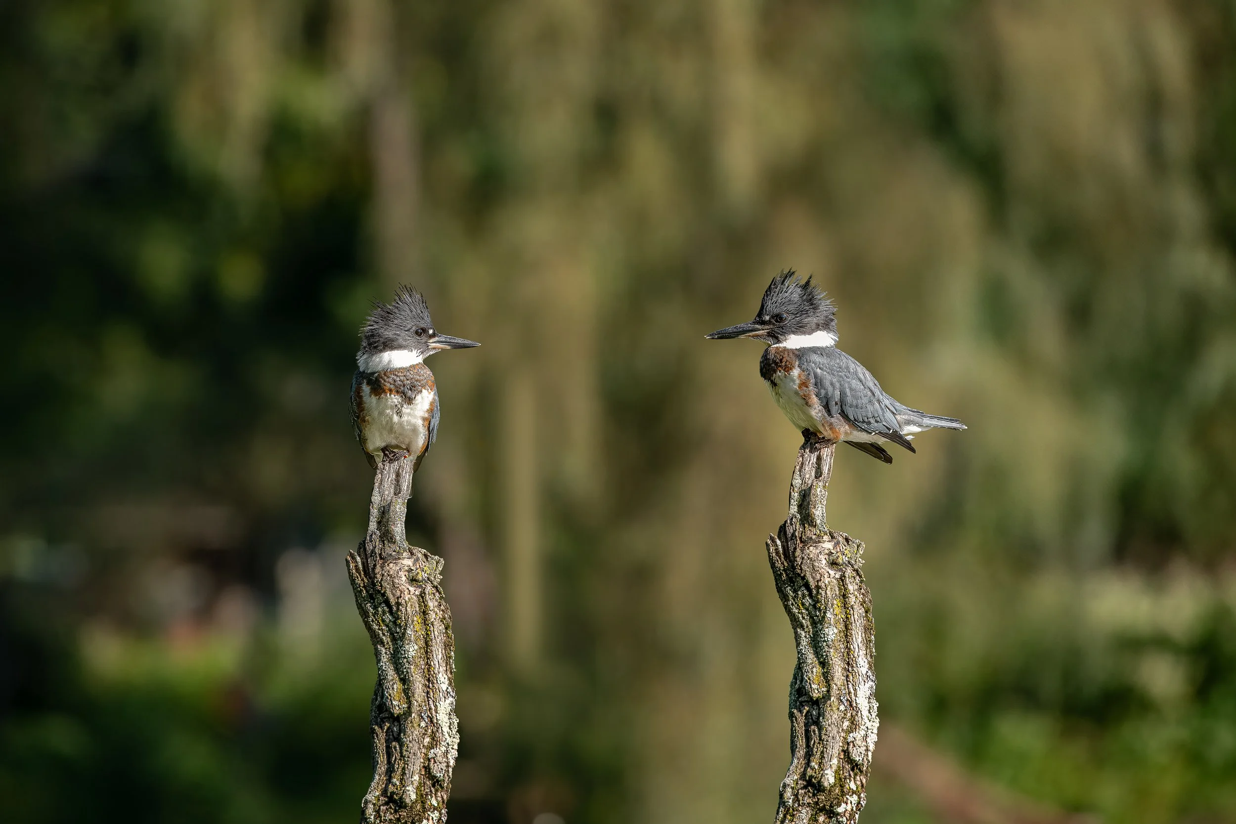 Two kingfishers perched on weathered wooden posts in a natural outdoor setting.